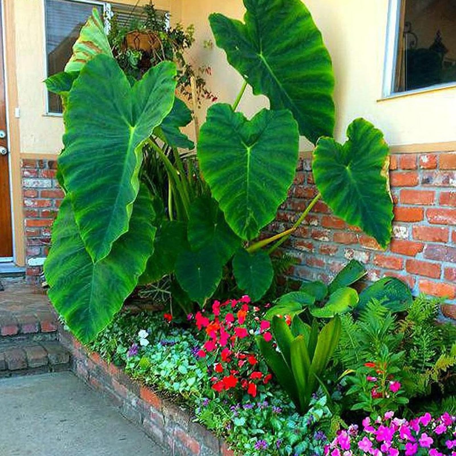 Alocasia-Samen, 20 Stck, Alocasia-Samen, produktiv, lebensfhig, klein,  kltebestndig, Elefantenohr-Samen, Blumen-Obstbaum-Gemsesamen 3 :  Amazon.de: Garten
