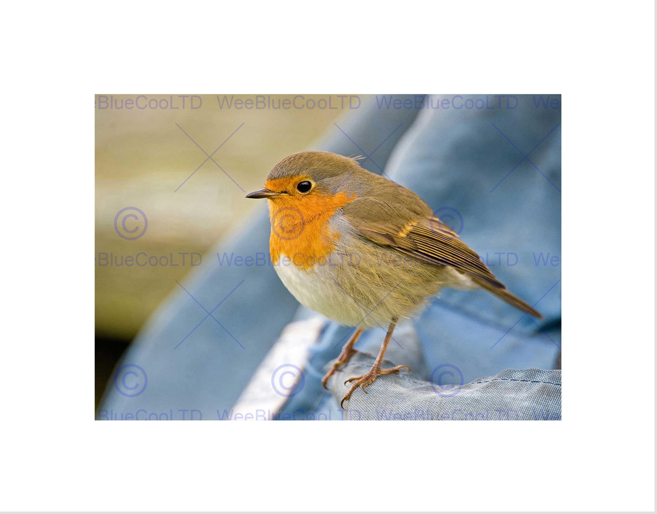 Wee Blue Coo Robin Bird Red Breast Art Wall Art Print