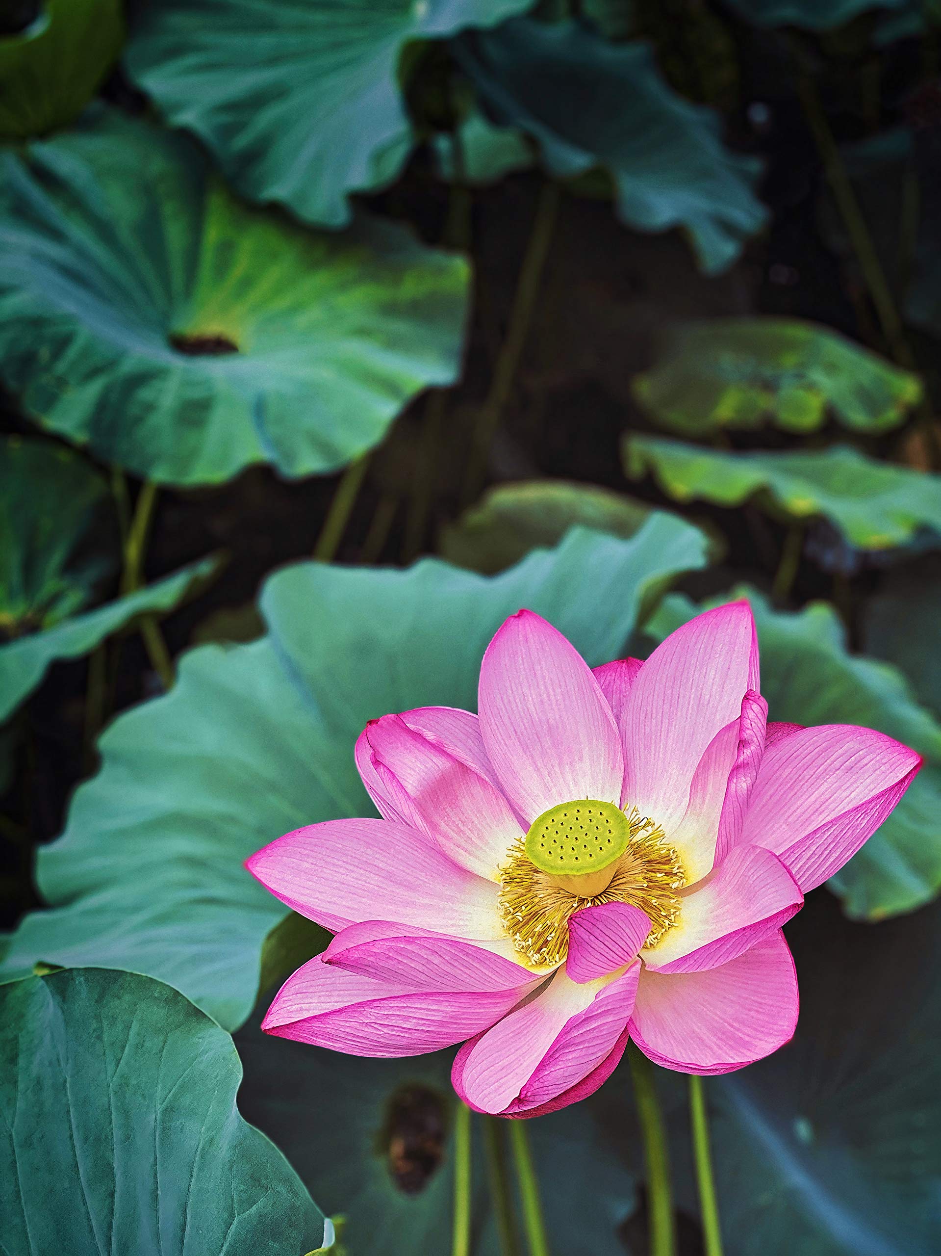 JoyProDeals easy to grow Lotus flower seeds 50 grms approx 45 to 50 seeds tested with good result of germination (B0CDTQCJK4) Amazon Price History, Amazon Price Tracker