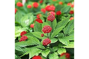 QAUZUY GARDEN 300 Stratified American Ginseng Seeds