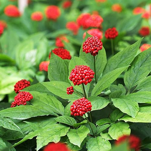 QAUZUY GARDEN - 300 semillas de ginseng americano estratificadas Panax quinquefolium L, fáciles de cultivar, cultiva tu propio ginseng disponible en Yaxa Venezuela