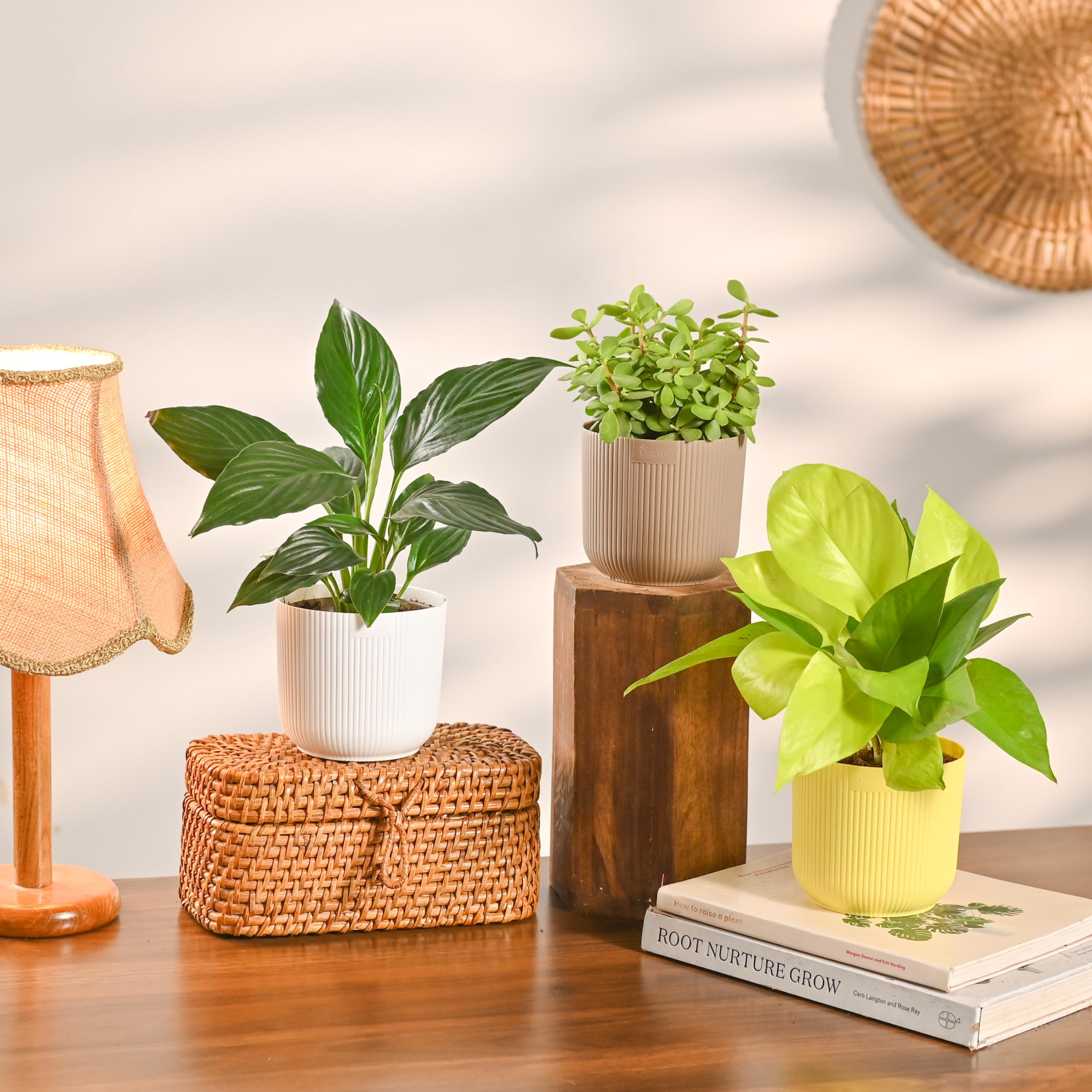 UGAOO Combo of 3 Indoor Plants with Ibiza Pot – Money Plant Golden (Yellow), Jade Plant (Mocca) & Peace Lily (White) | Low-Maintenance Home & Office Decor for Living Room, Bedroom & Desk-image-26