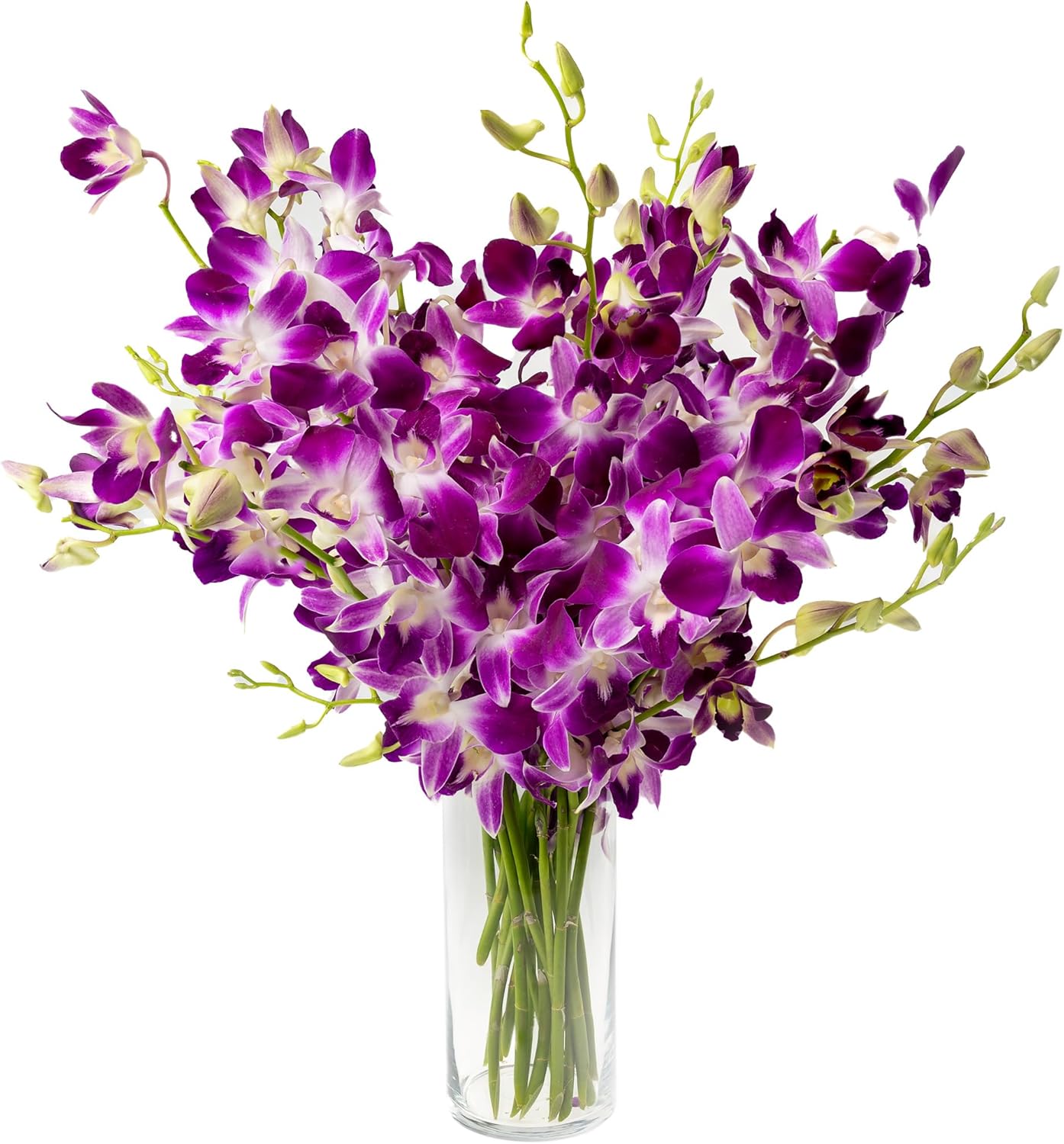 Generic Fresh Cut Orchids Flowers - Purple White Orchids Bouquet - PRIME QUALITY - Gift for Easter, Anniversaries, Mother's Day, Fathers Day, etc - Fresh Orchids Bouquet - 20 Stems