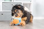 Chuckit! Ballon Interactif pour Chiens, Jouet Doux (4,75 po)