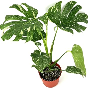 Thai Constellation Monstera, 12-18 Inch Tall Variegated Houseplant, 4 Inch Pot