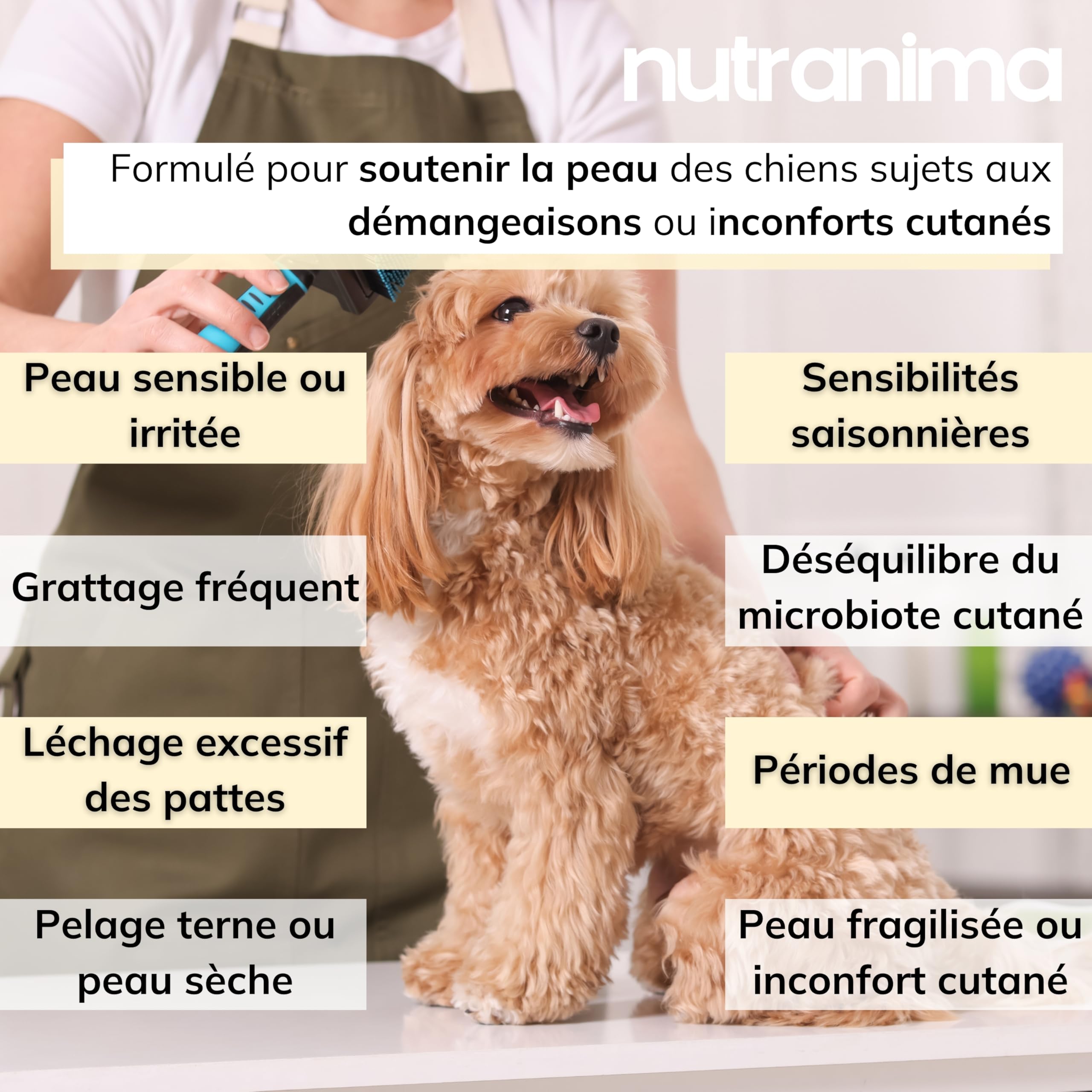 Démangeaisons Chien | KynoSil® Silicium & Collagène | Oméga-3, Probiotiques, Biotine & Zinc | Complément Peau & Pelage | 60 bouchées | Formule Vétérinaire Française