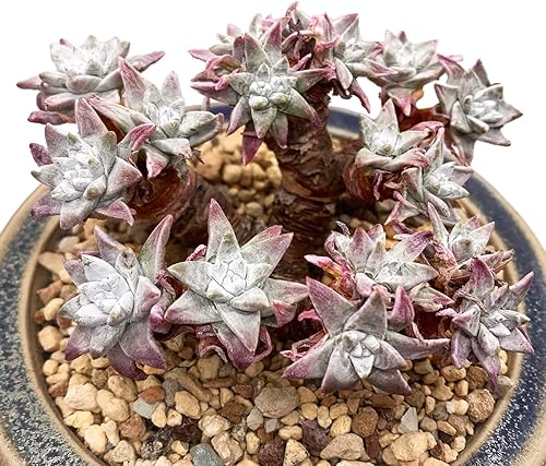 Dudleya Gnoma S.W.McCabe - Plantas suculentas vivas raras, más de 15 cabezas tamaño maceta de 4.7 pulgadas, planta viva rosa, excluye tierra de
