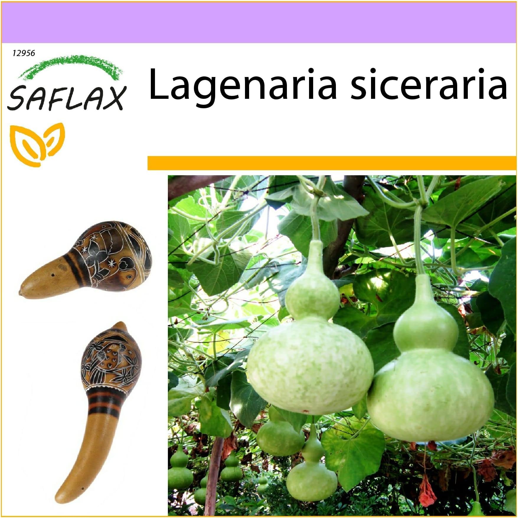 Plant World Seeds Gourd White Flowered Bottle Gourd Seeds (Squash and