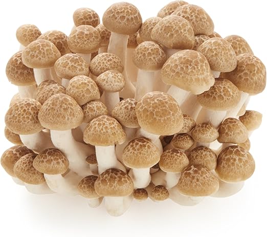 Amazon Co Jp 国内産 ぶなしめじ 大袋 1パック 270g 食品 飲料 お酒