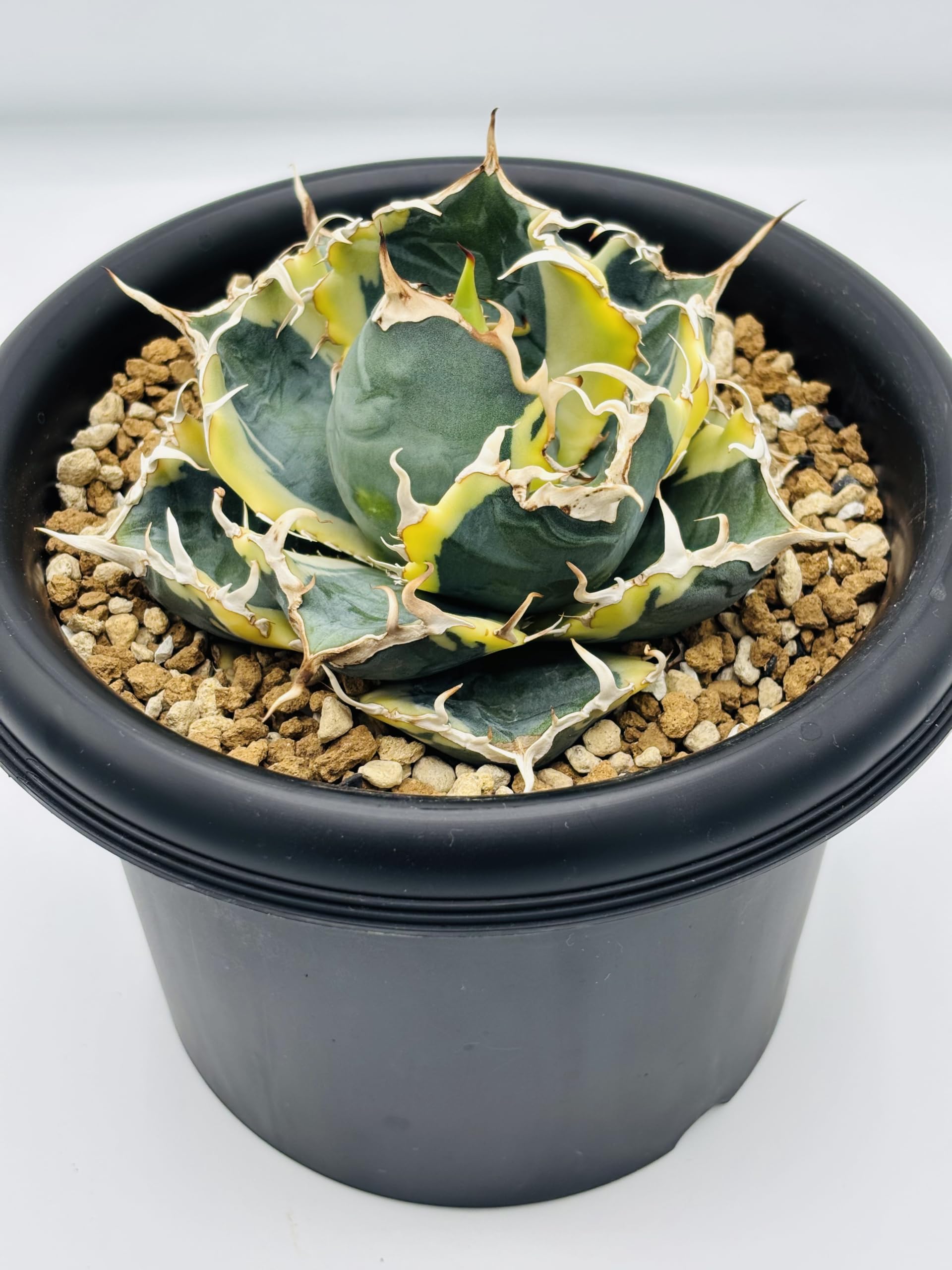 Amazon｜アガベ チタノタ 白鯨 (ハクゲイ)/ Agave titanota 'White