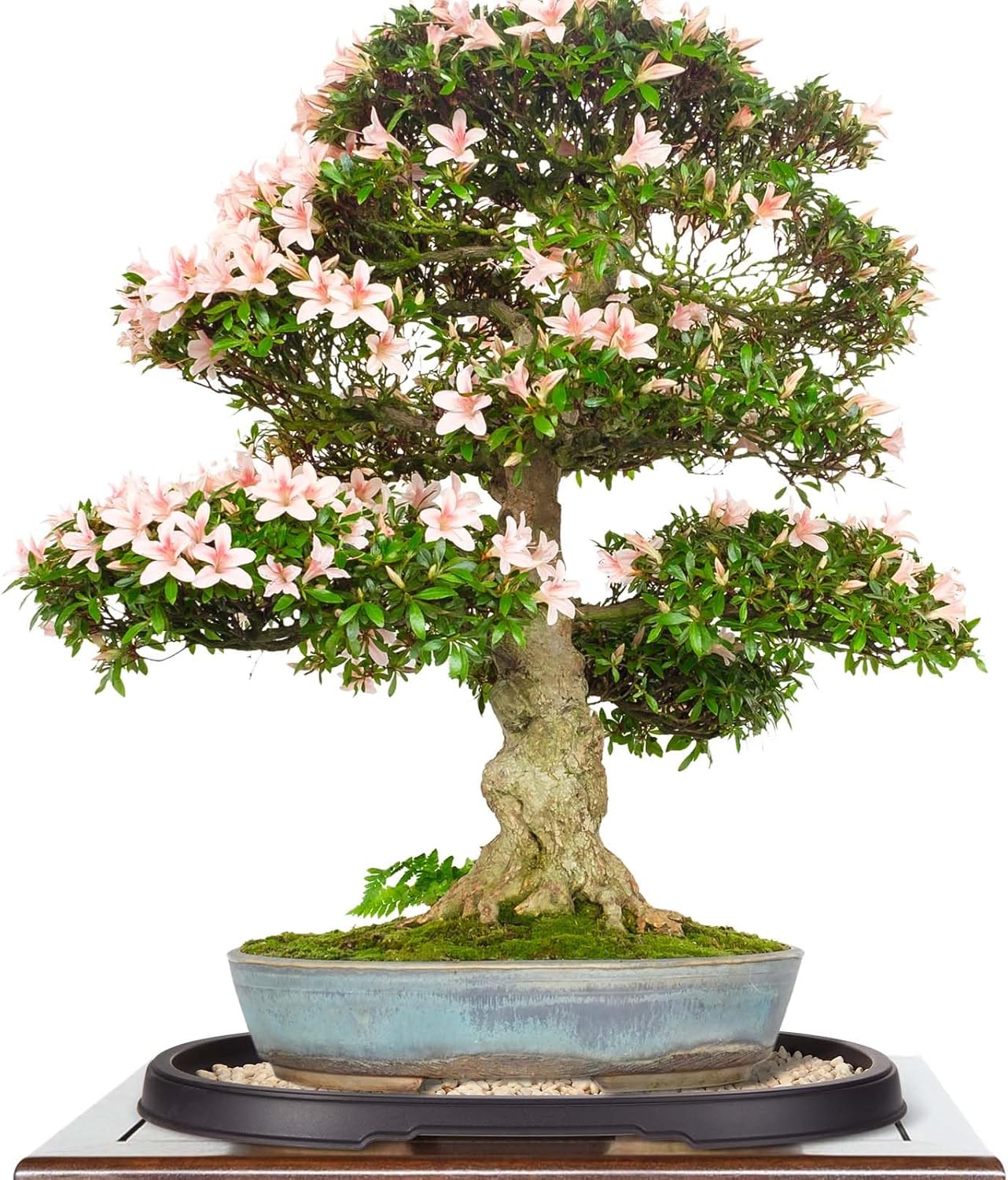 Pinkunn 2 Pack Bonsai Humidity Tray Drip Tray Plastic Plant Water Catcher Plant Saucers for Indoors and Outdoors Cactus, Succulents, Bonsai Tree, Stone Not Included(16.3 x 10.8 Inch)