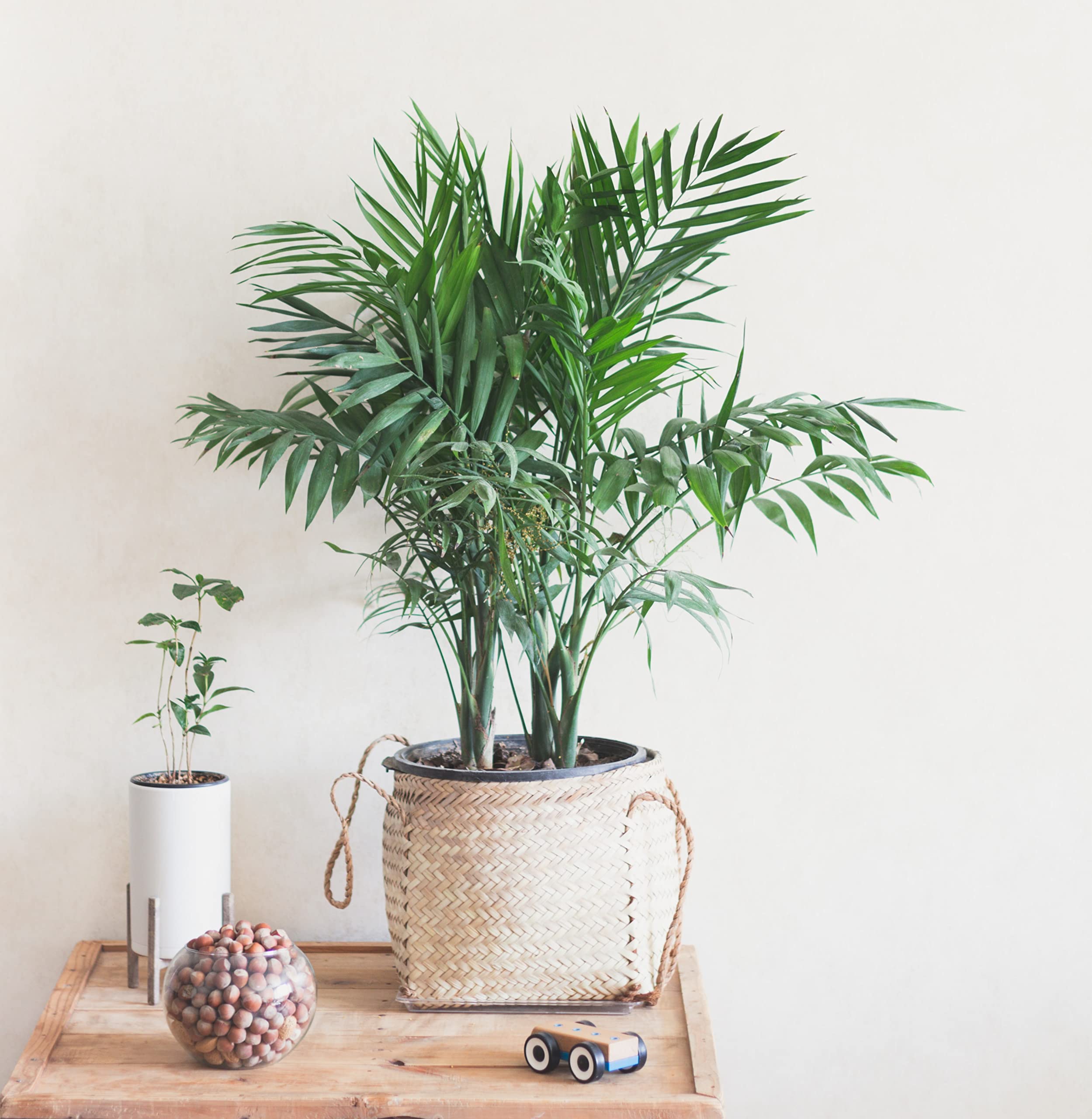 SOURAV NURSERY Areca palm Live plant purifies indoor air by absorbing indoor air pollutants (B0B8YS3RKP) Amazon Price History, Amazon Price Tracker