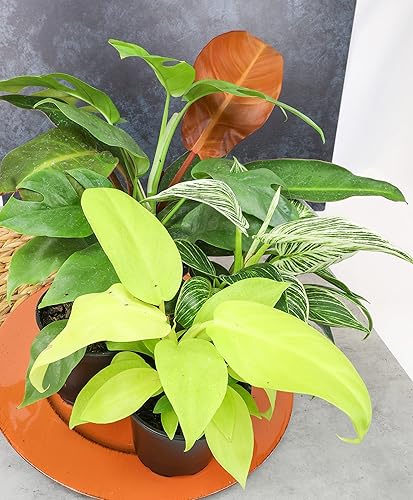 Miniatura 16 de Paquete variado de plantas de filodendro real (incluye 4 plantas vivas) en macetas de cultivo de 4.25 pulgadas, filodendros purificadores de aire