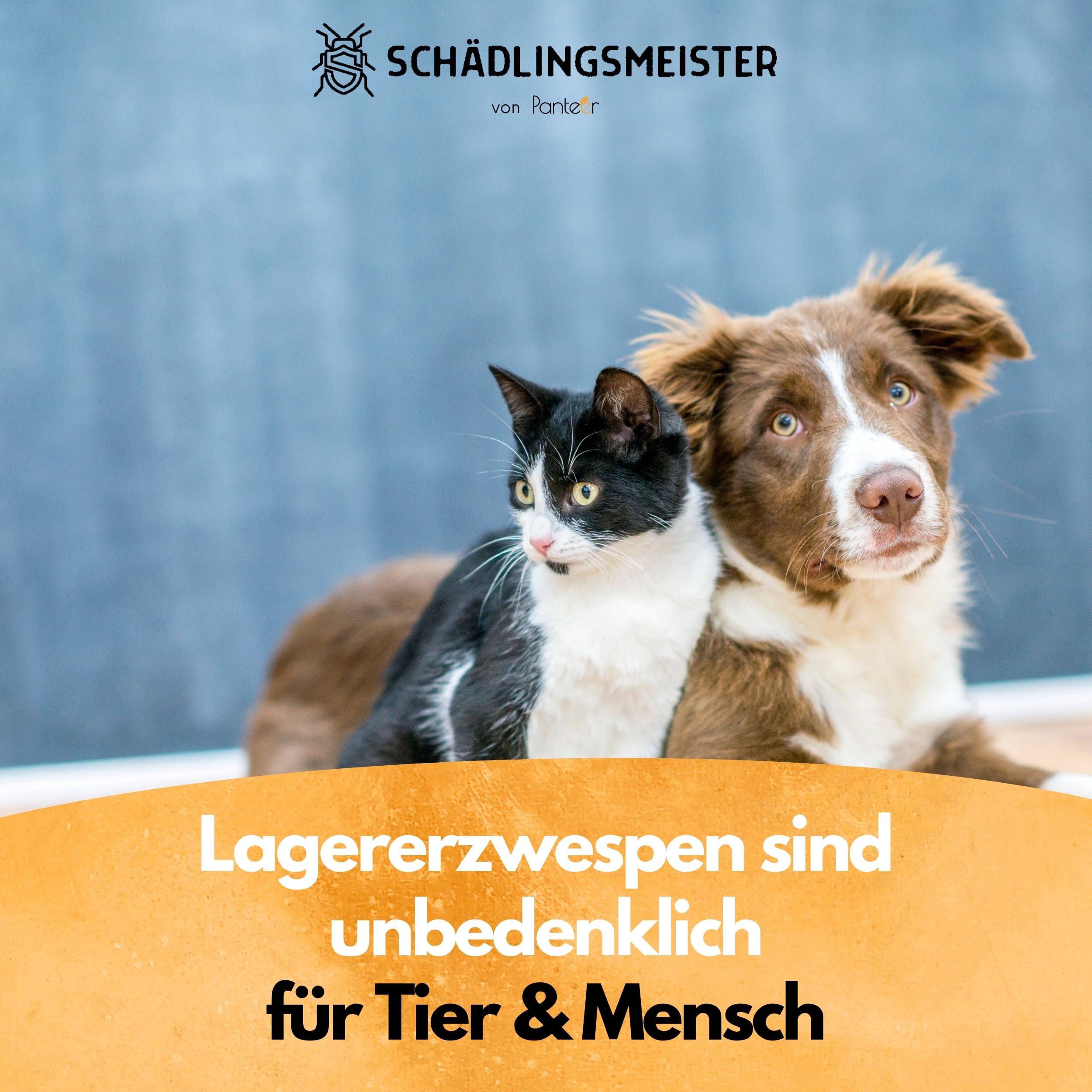 Panteer ® Lagererzwespen - 40 Nützlinge - Brotkäfer bekämpfen und Kornkäfer bekämpfen - Besser als Brotkäfer Falle - Zwei Arten für hohe und kühle Temperaturen - Made IN Germany (1 Stück)