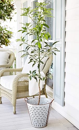 Miniatura 10 de Árbol de aguacate resistente al frío Brighter Blooms  Exótico, Delicioso y resistente al clima  Invernadero cultivado, injertado (no cultivado) para