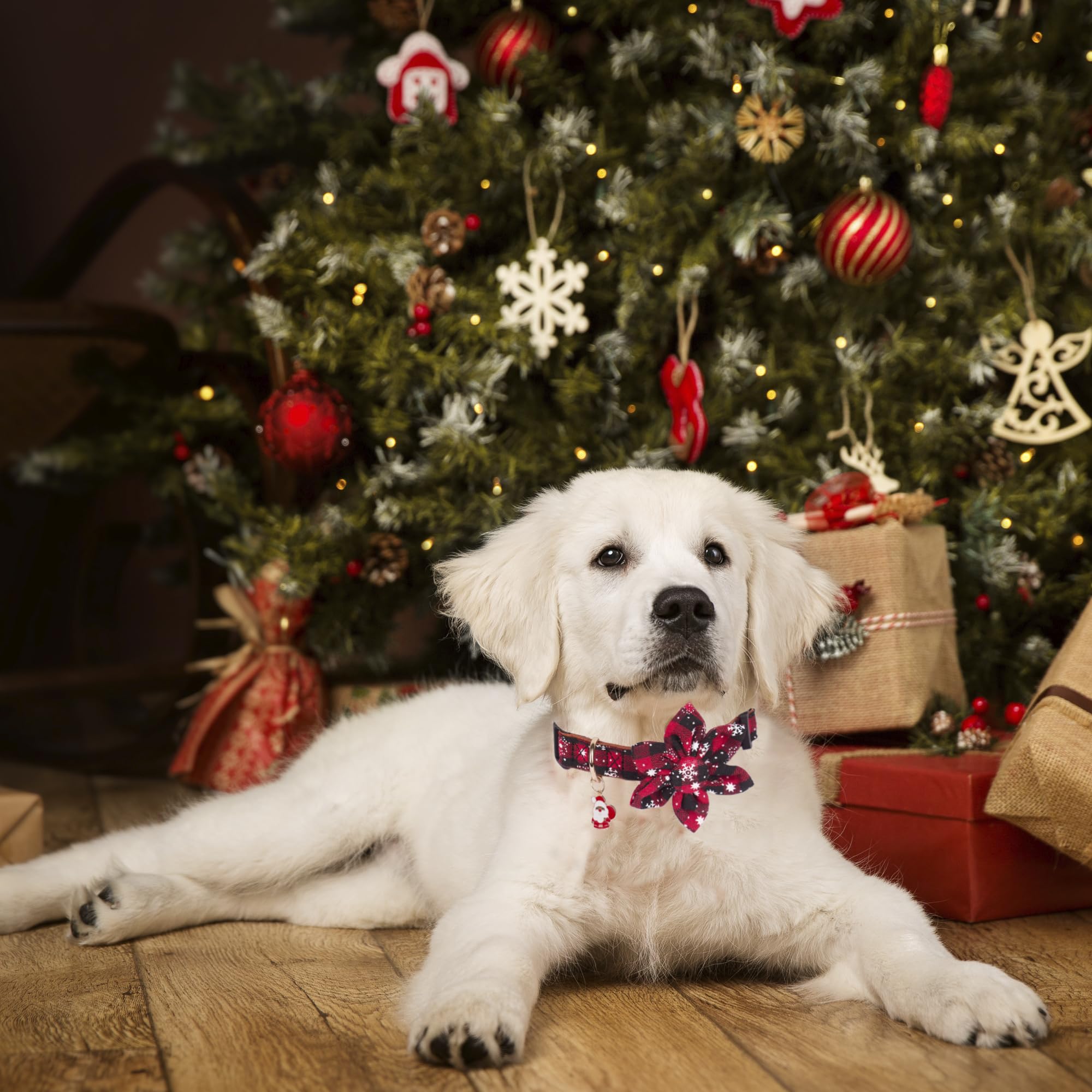 ADOGGYGO Christmas Dog Collar with Flower - Image 2