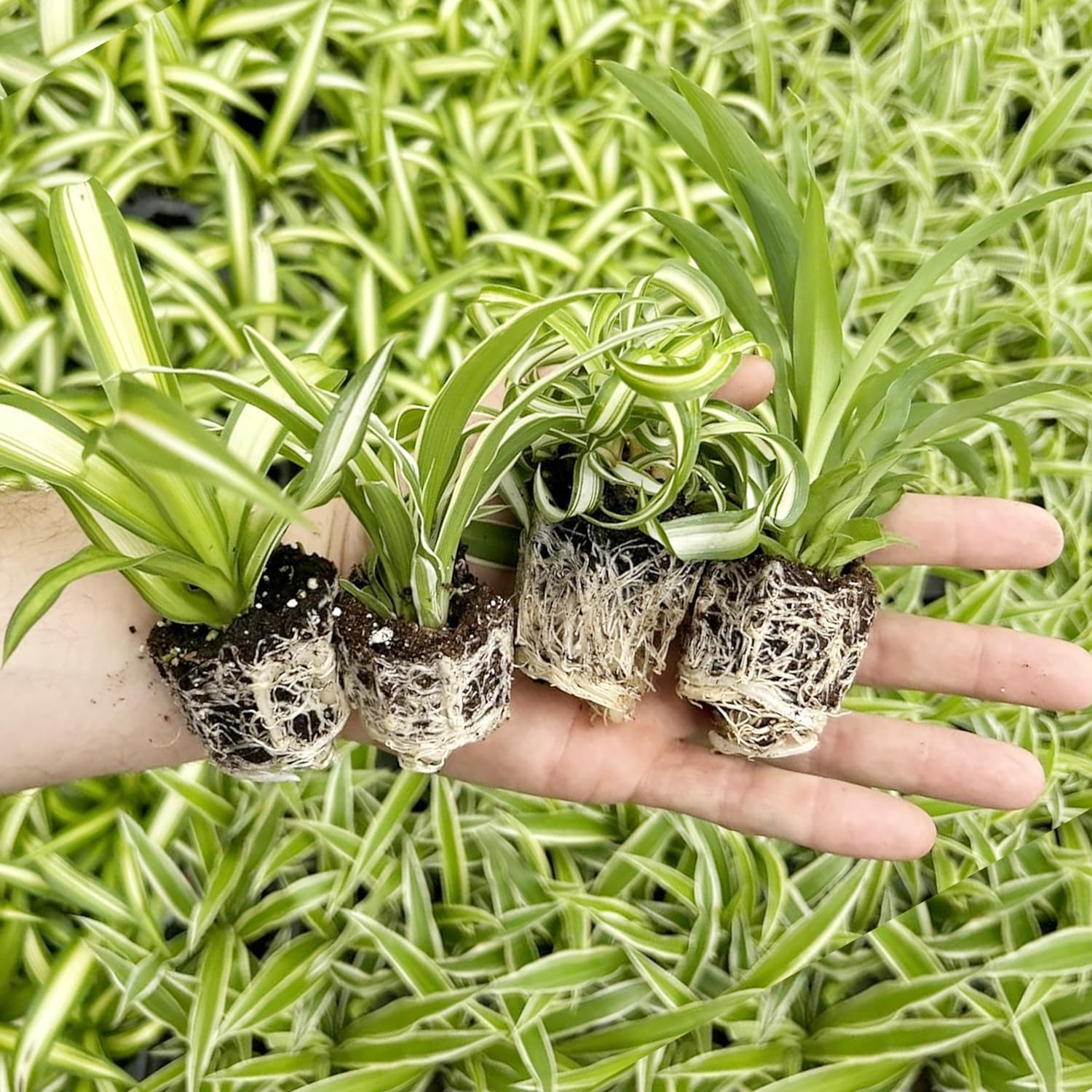 Amazon.com : Spider Plant Variety Pack - 4 Spider Plants Live