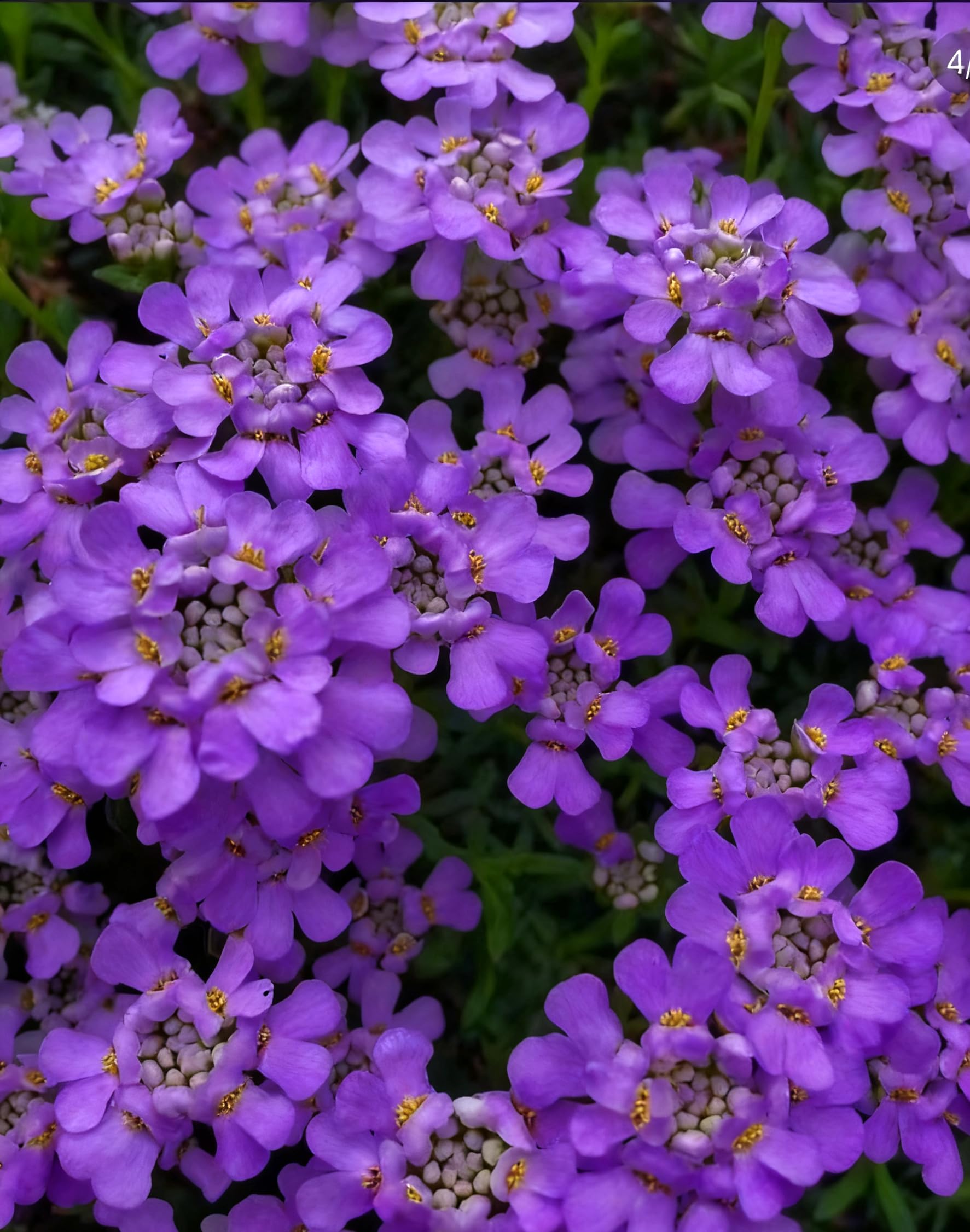 Candytuft Seeds to Plant, 1000+Flower Seeds, Perennial Flower Garden Ground Cover Colorful Garden Bedding Flower (1000, Purple) 1000 Purple