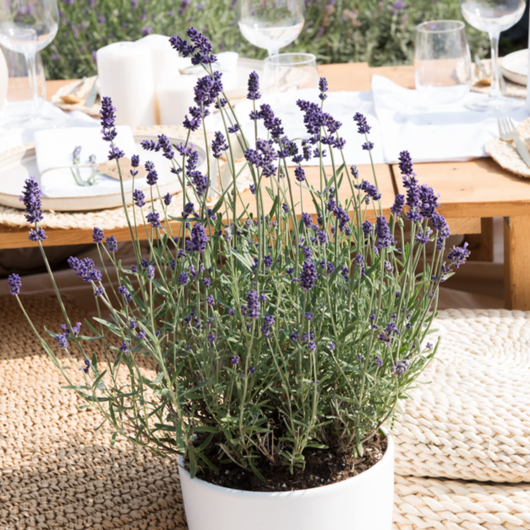 Bloomique - Set di 6 - Lavandula angustifolia - Pianta di lavanda - Piante da giardino - Resistente al freddo - Alte 15-20 cm - Vaso da 10,5 cm