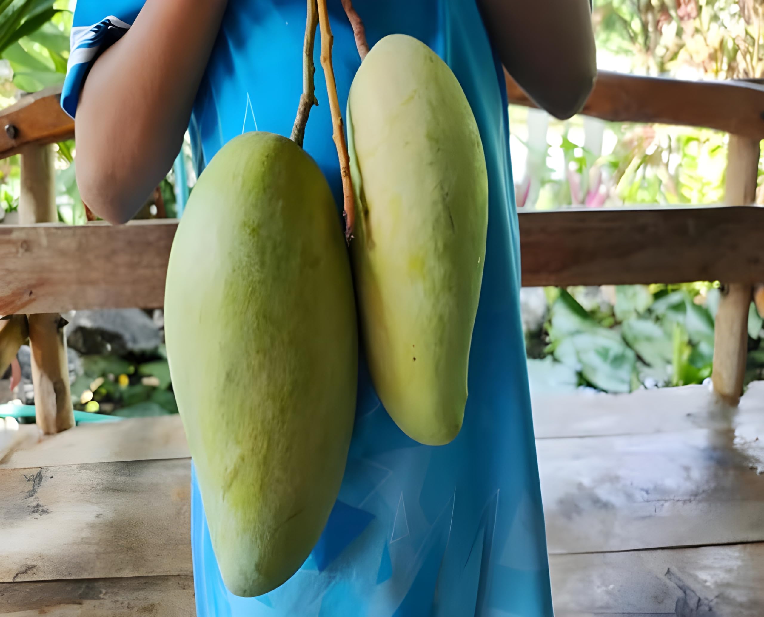 See full amazon price history chart for Green view Noorjahan Mango Plant Grafted" Outdoor Hybrid Mango Tree Height 2 Feet To 3 Feet large fruits of approximately 3 to 4 kg live fruit plant for home garden Green view Noorjahan Mango Plant Grafted" Outdoor Hybrid Mango Tree Height 2 Feet To 3 Feet large fruits of approximately 3 to 4 kg live fruit plant for home garden (B09KM5RBYJ) Amazon Price History, Amazon Price Tracker