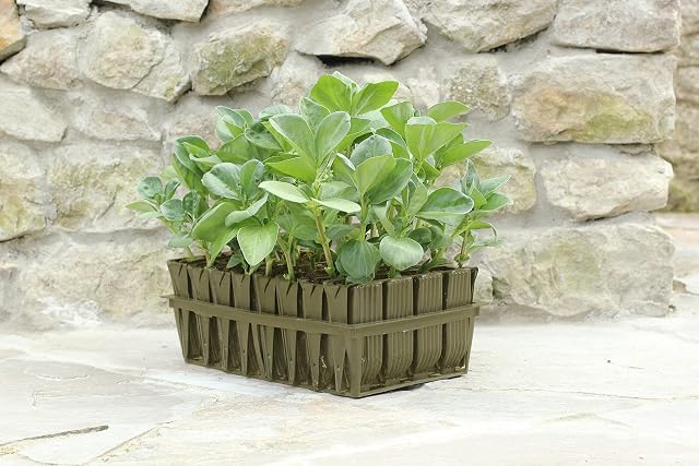 Haxnicks Deep Rootrainers | Reusable Deep Root Trainers | Seed Planting | Deep Rooted Plants | The Most Popular Size For Sweet Peas Vegetable Plants Peas Beans | Black, 32 Cells | RT010101