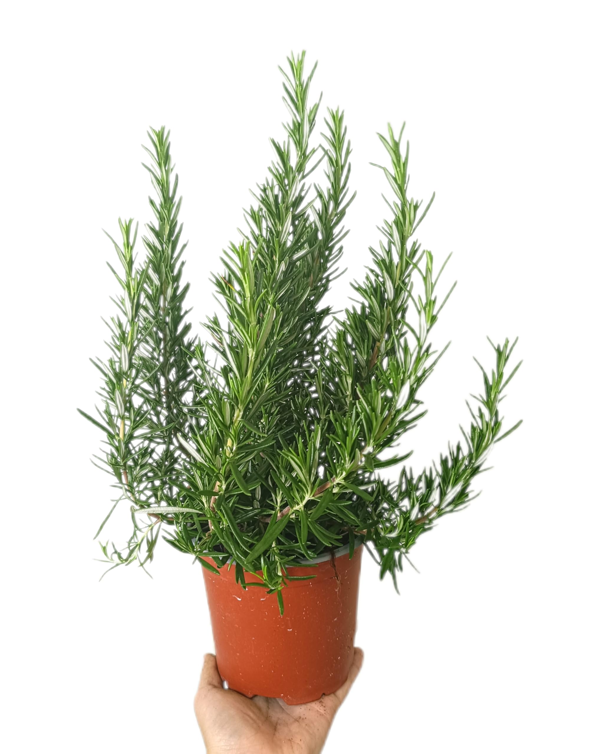 PACK DE 10 PLANTAS DE AROMÁTICAS VARIADAS NATURALES DIFERENTES VARIEDADES | ARÓMÁTICAS | FRESCURA | NATURALEZA | ECO | COCINA | VIDA | VERDE