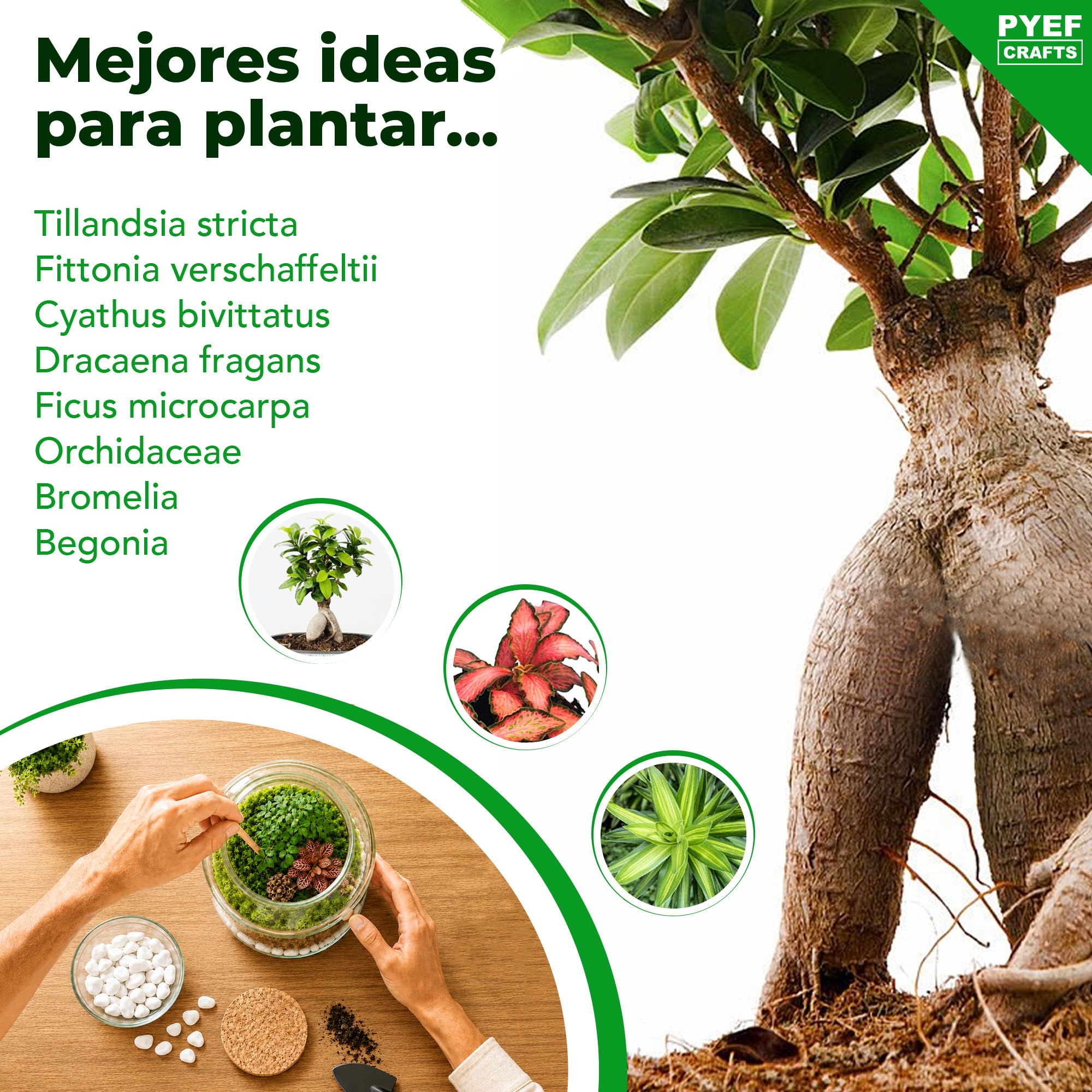 Kit Terrario Plantas XL - DIY Kit con Frasco Grande Terrario Cristal - Ecosistema Cerrado para Jardin Eterno - Terrarium Plantas Ecosistema - Sin Planta (Set con Frasco 4L)