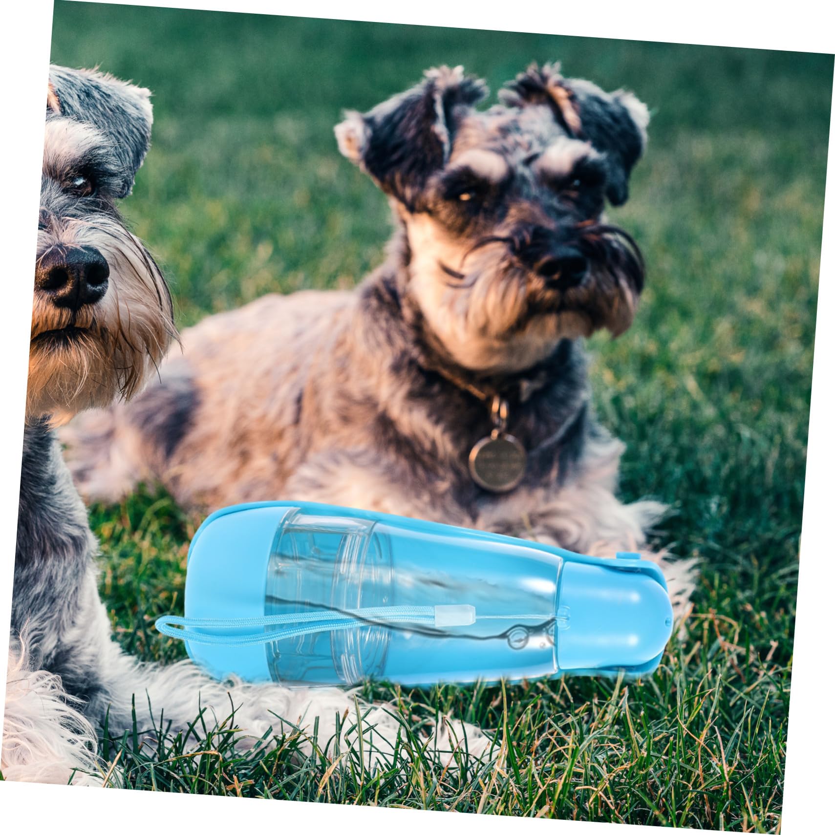 Hundeflasche Tragbar Auslaufsicher 260ml Wasser 200ml Futter Blau