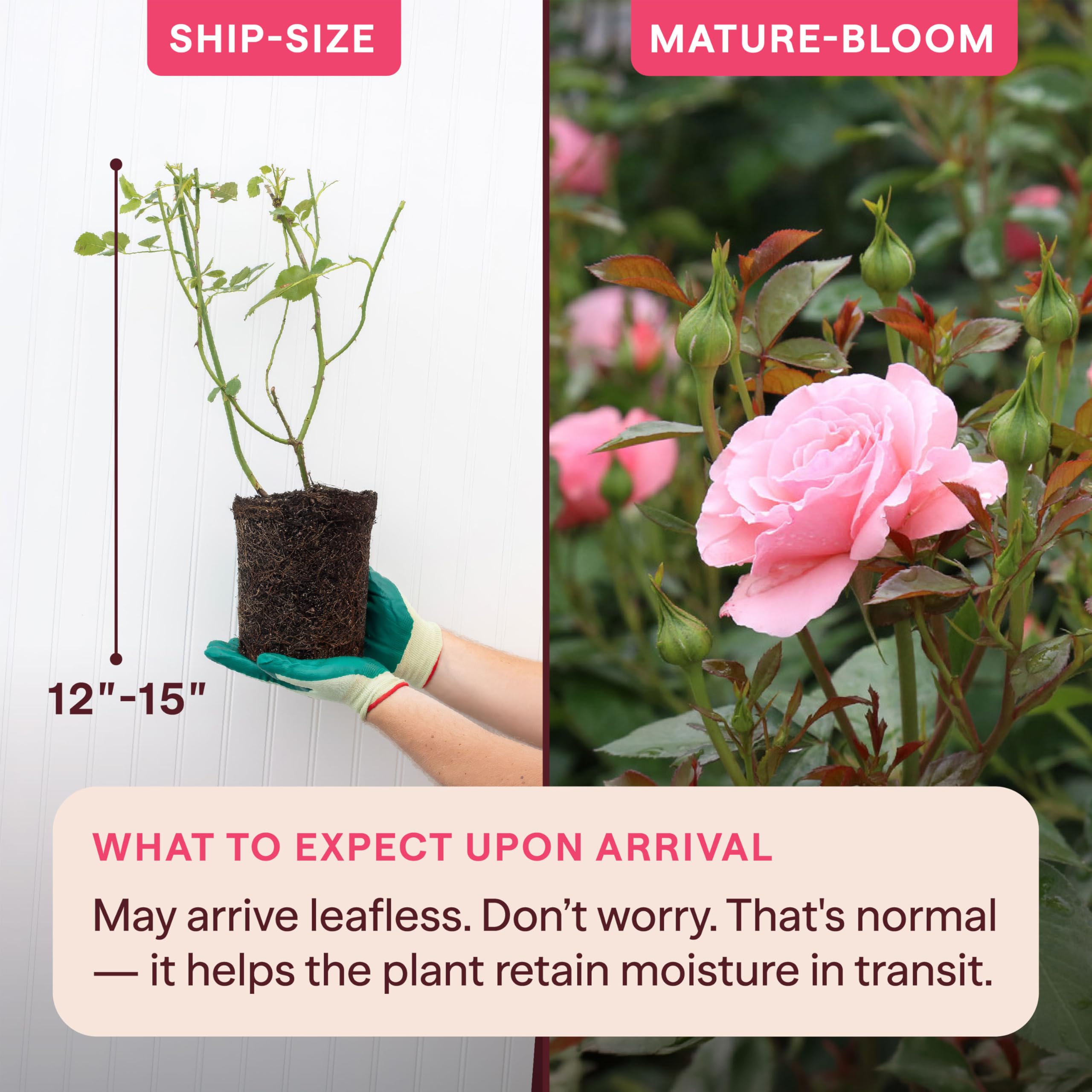 Amazon.com : Heirloom Floribunda Roses, Live Own Root Plant for