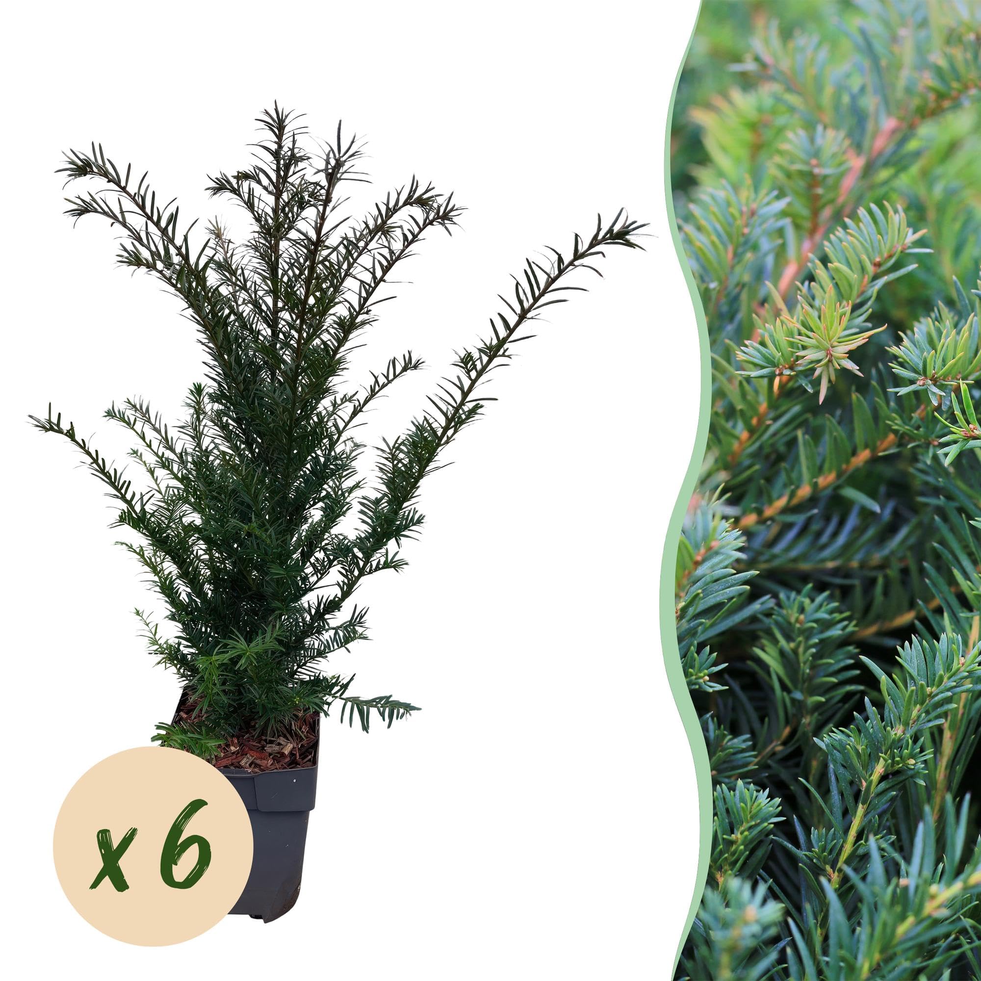 Europejski cis Taxus baccata – wiecznie zielony – roślina żywopłot – 6 roślin – 17 cm x wys. 60 cm – łatwa w pielęgnacji