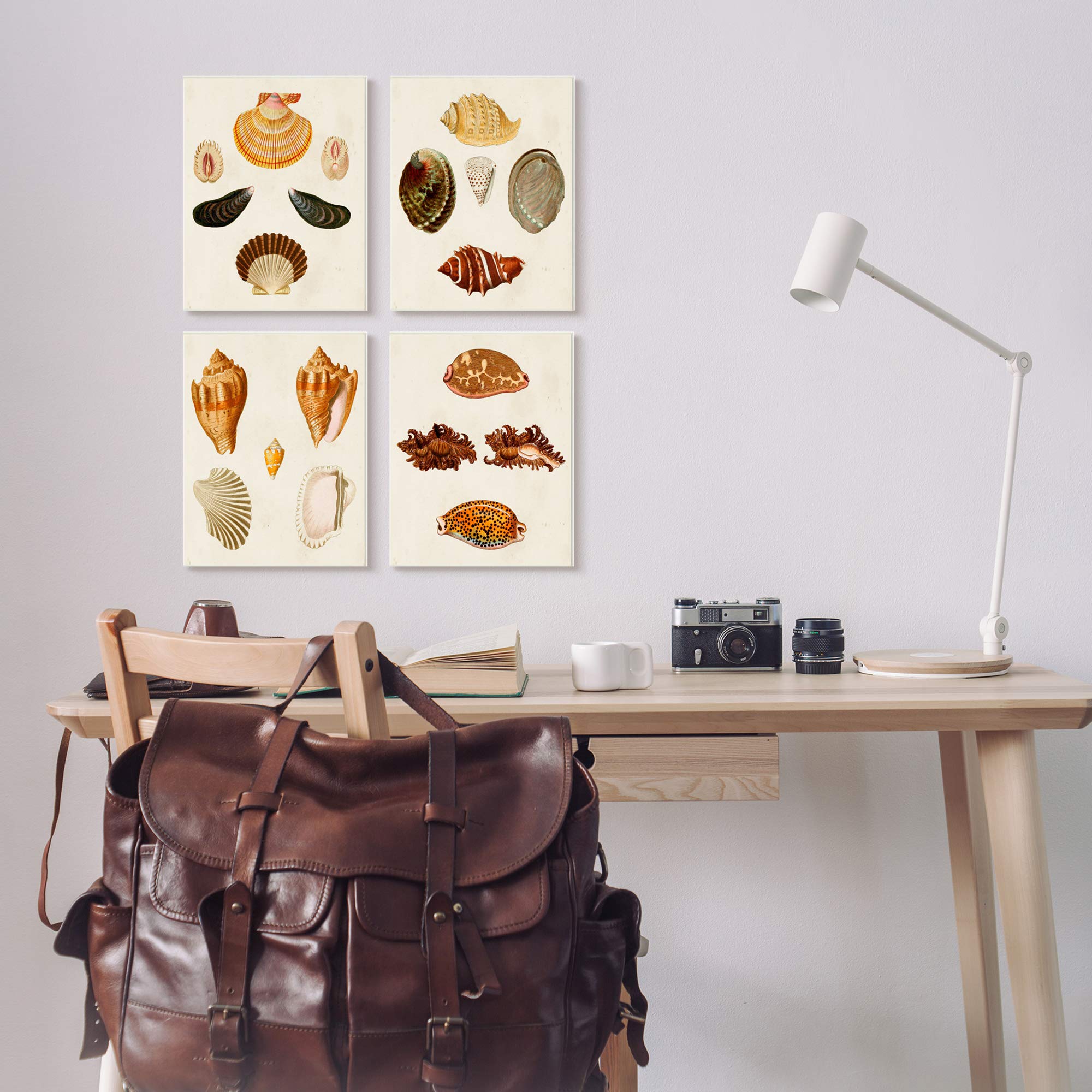 Stupell Industries Vintage Seashell Study Intricate Shell Patterns, Design by G.W. Knorr Grey Framed Wall Art, 4pc, Each 16 x 20, Beige
