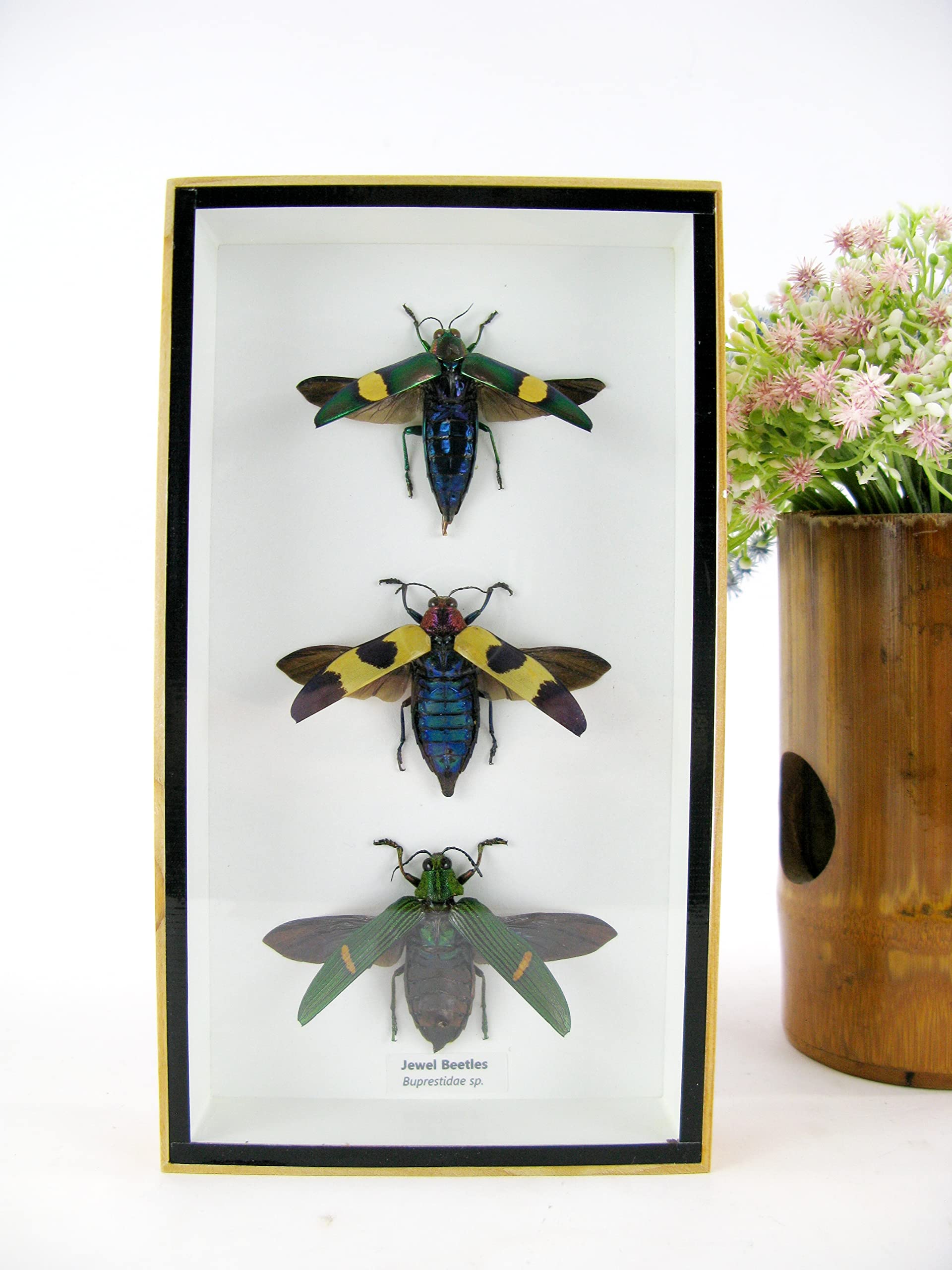 Vero e bellissimo insetti in una vetrina 3D, decorazione da parete incorniciata, taxidermia - Entomologia - (3 x Jewel Beetles aperti - Buprestiadae sp.)