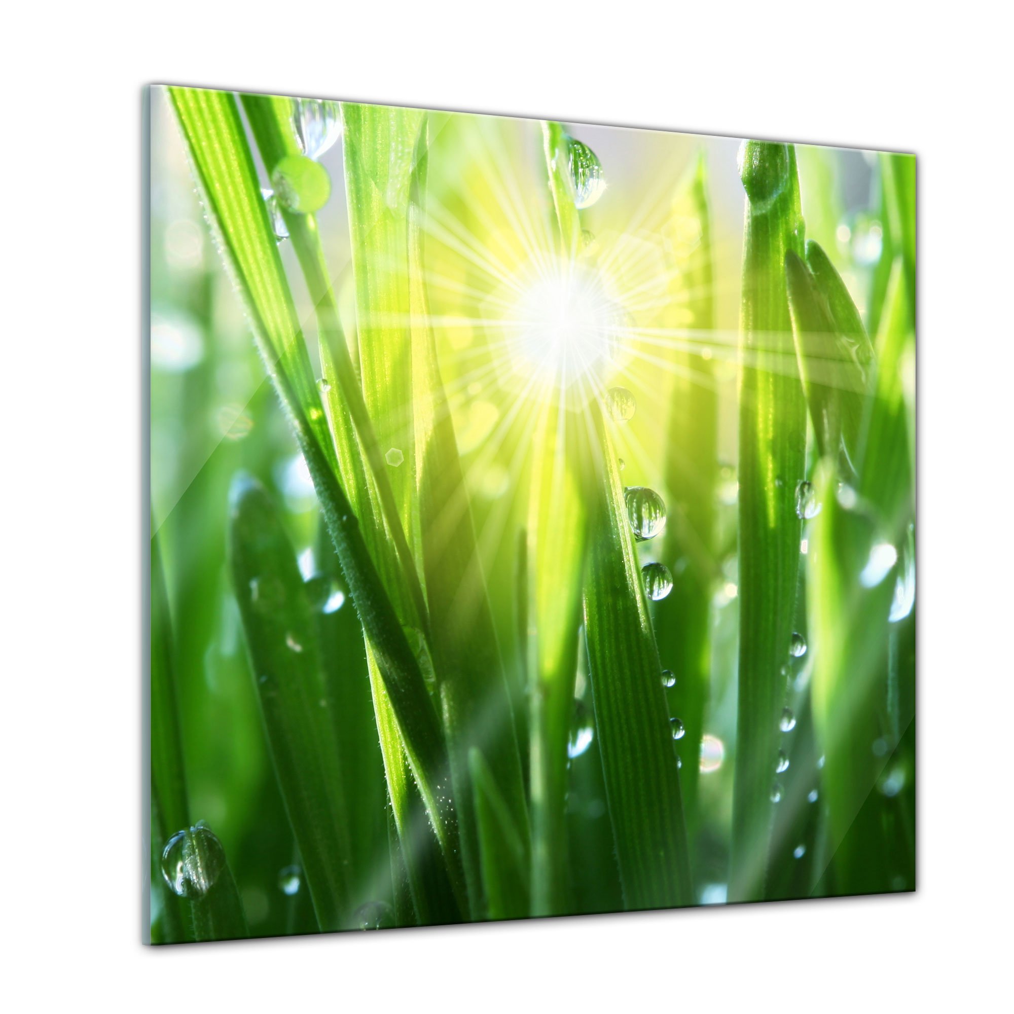 Bilderdepot24 Glasbild - Gras II - 50x50 cm - Deko Glas - Wandbild aus Glas - Bild auf Glas - moderne Glasbilder - Glasfoto - Echtglas