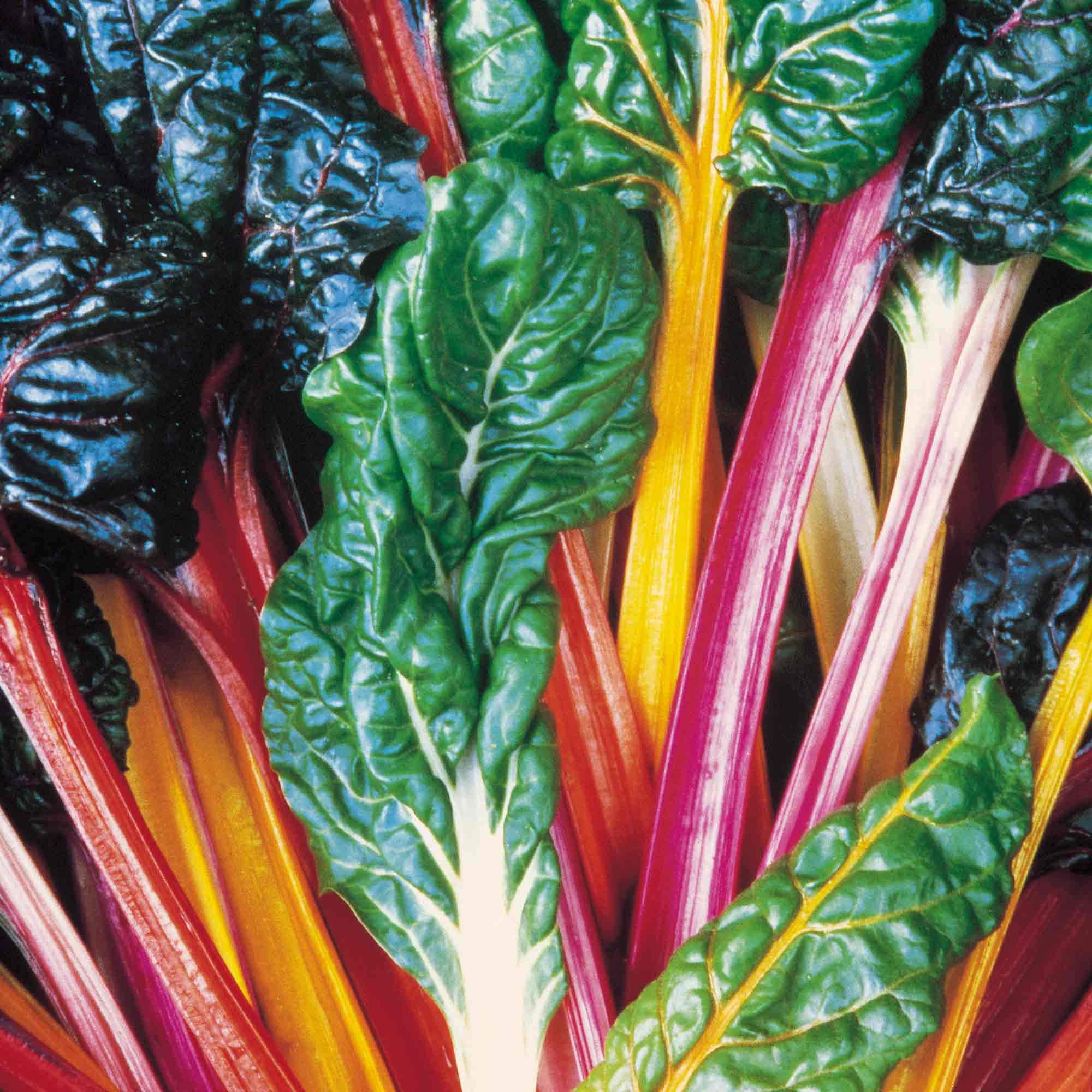 seeds Beet (Leaf) Swiss Chard seeds Bright Lights Average Packet Content 90 seeds. Coloured Grow Your own Veg