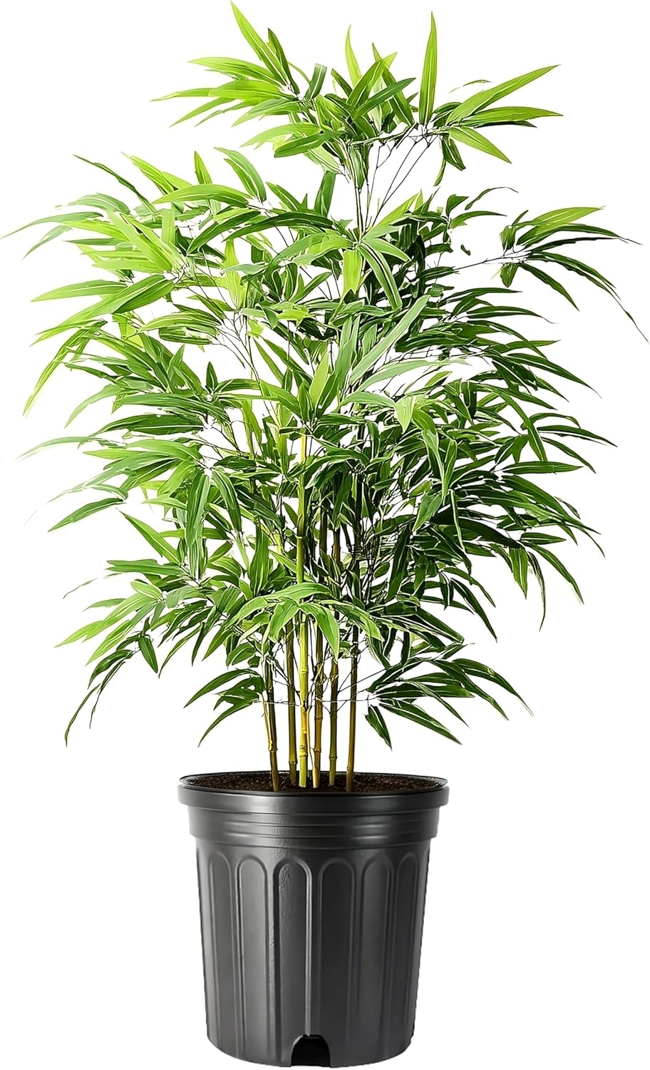 Bamboo Green Hedge | 2 Extra Large Trade 3 Gallon Plant | Bambusa multiplex | Upright Clumping Bamboo | Fast Growing Privacy Hedge Windbreak Gardens Borders Beds Walkways Decorative Accent Outdoor