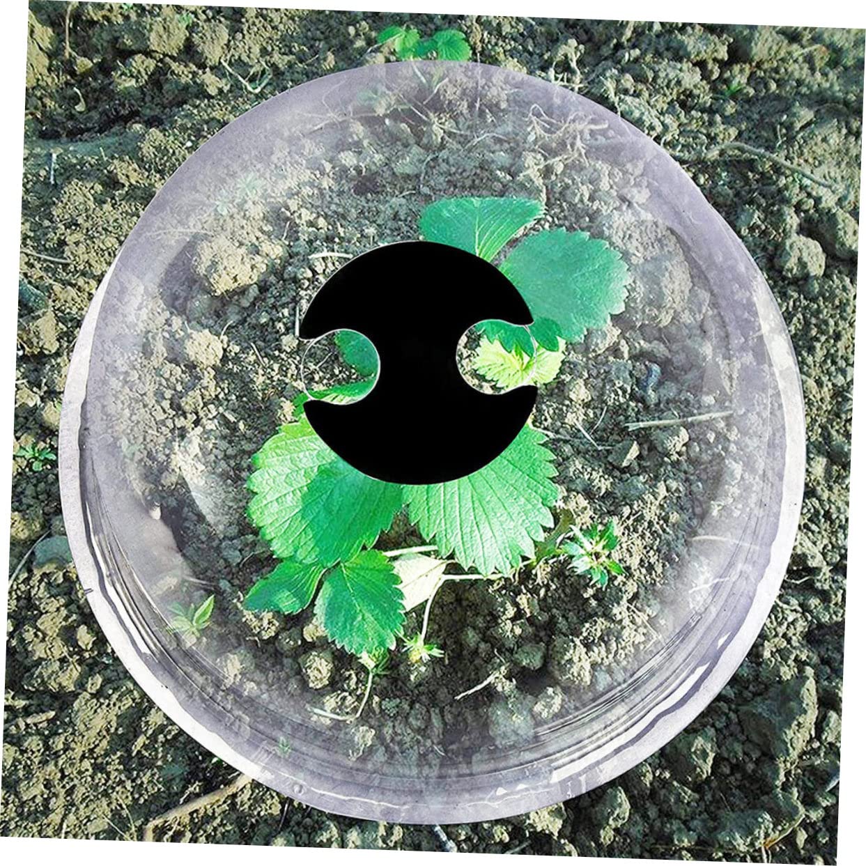 Milisten Cloches de pour Plantes de Pépinière Cloches pour Fleurs de Jardin Petites Plantes