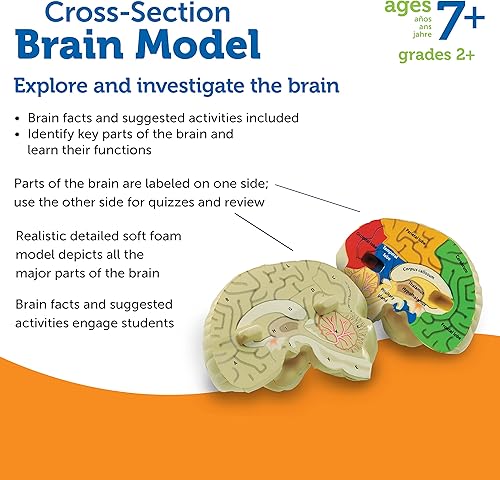 Miniatura 6 de Learning Resources, maqueta del cerebro con corte transversal