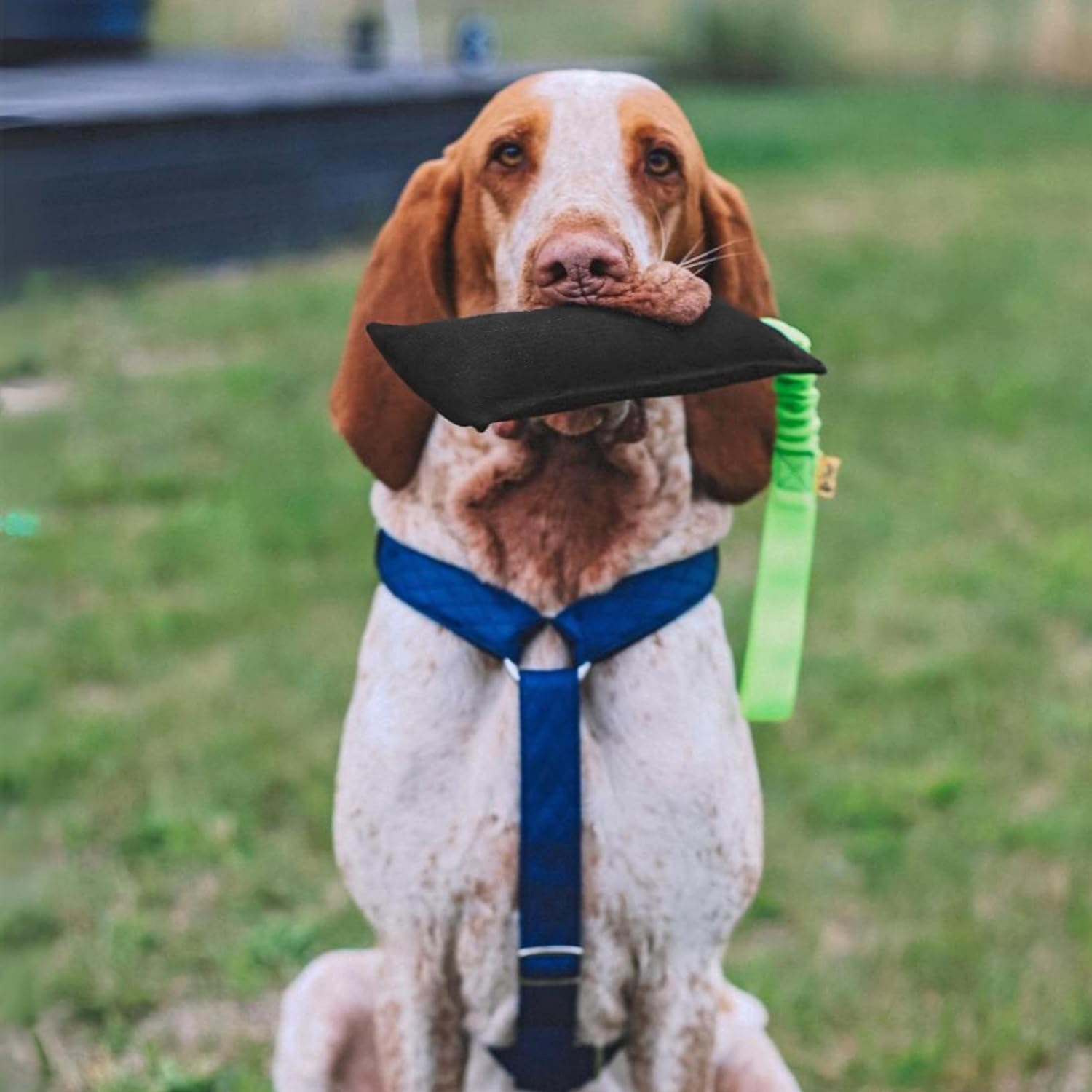 Jouet Dingo bien entretenu après usage sportif