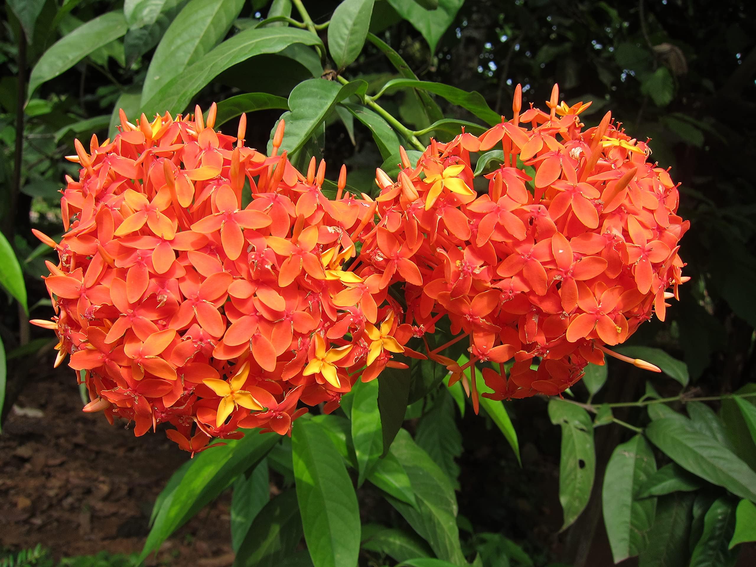 Rare Singapore Ixora Flower Plant Flame of the Woods Orange Ixora coccinea 1 Healthy Live Plant