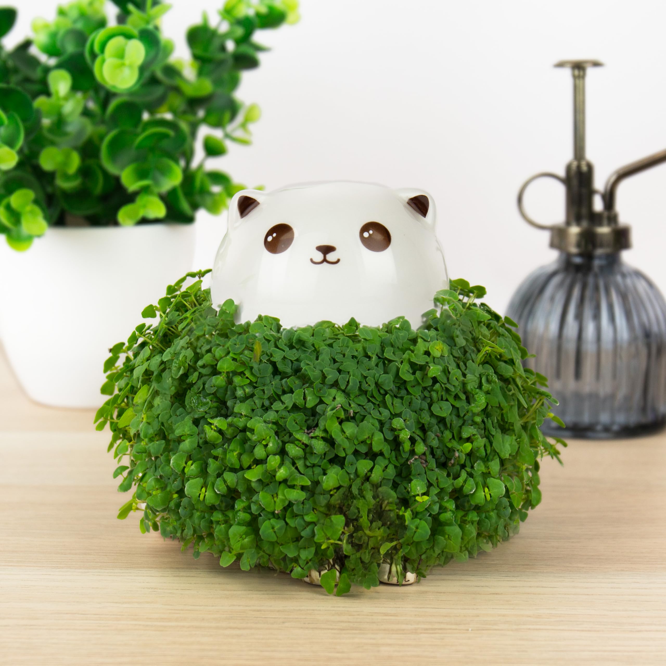 Pot De Fleurs Chia En Céramique Chat - Gift Republic Blanc Taille M - Kit Complet De Culture Amusant