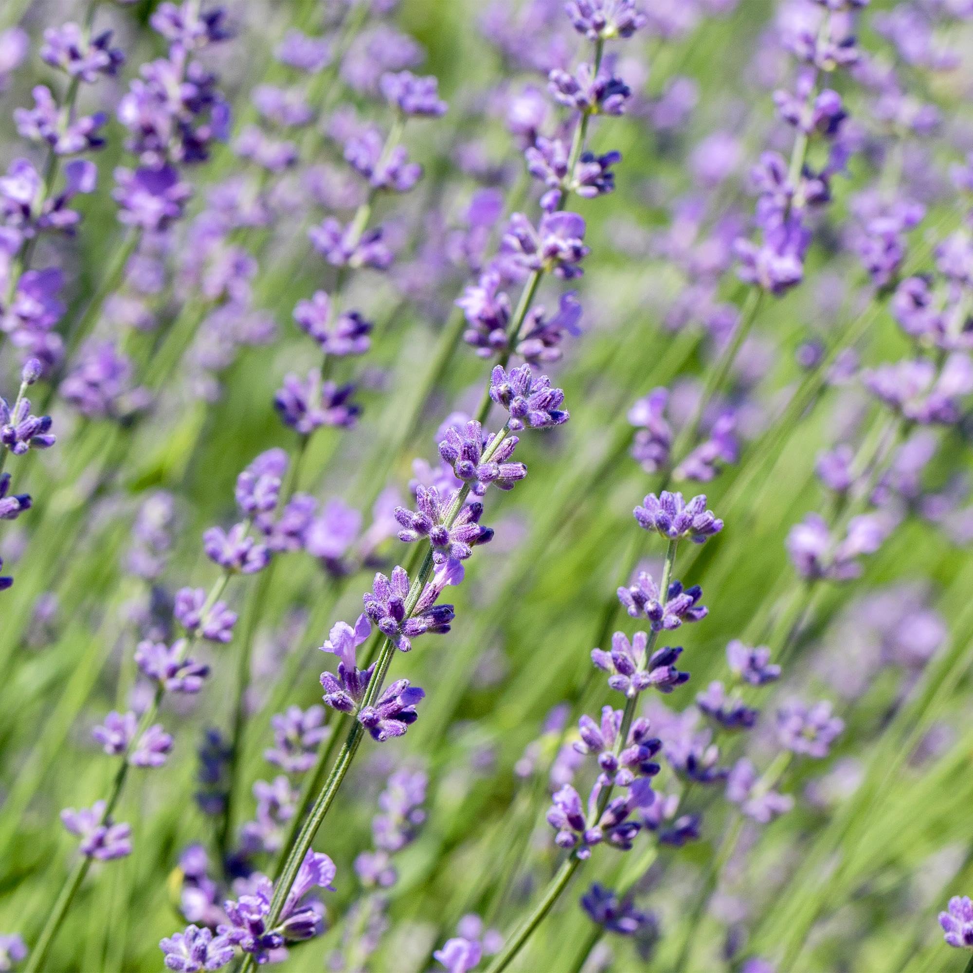 Lavandula angustifolia Hidcote - Lavandula Anguustifolia Hidcote - Feuilles grises - 6 plantes - 1 mètre courant - Feuilles persistantes - 17 cm de hauteur 30 cm - Plante parfumée et respectueuse des