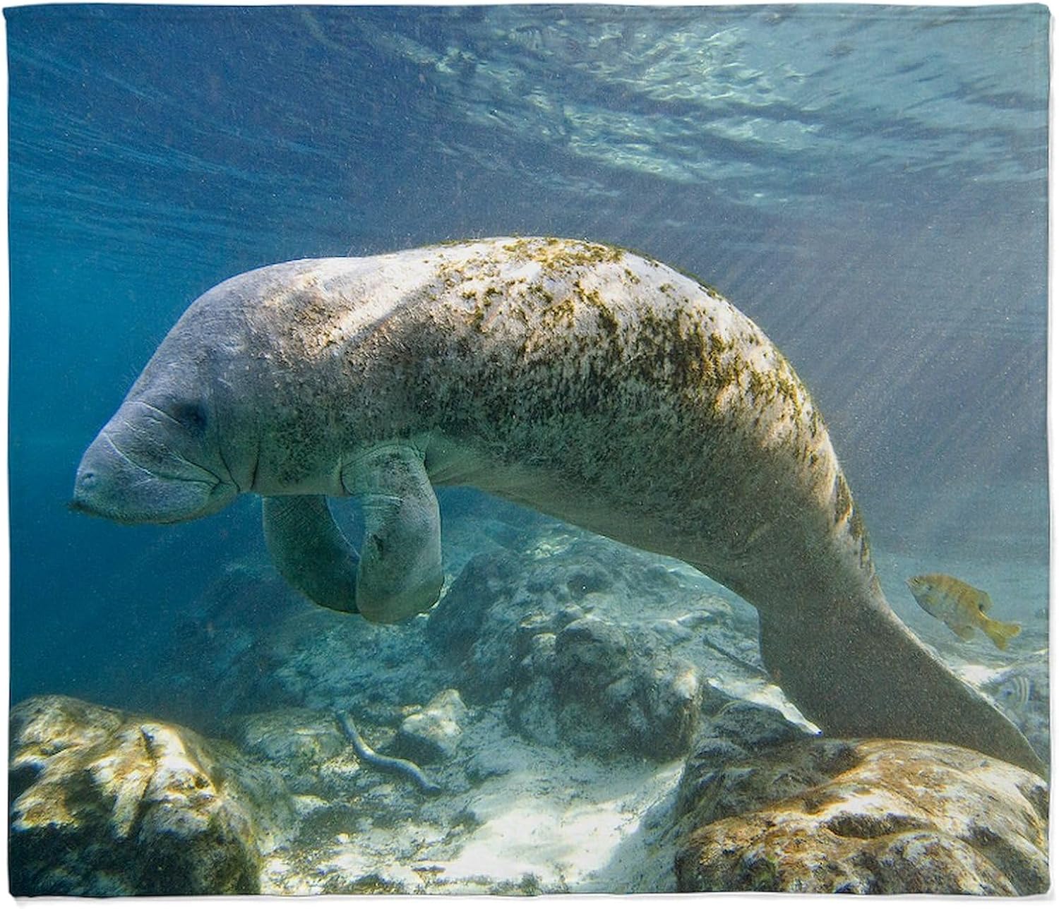 CafePress Florida Manatee Swimming Throw Blanket Super Soft Fleece Plush Throw Blanket, 60"x50"