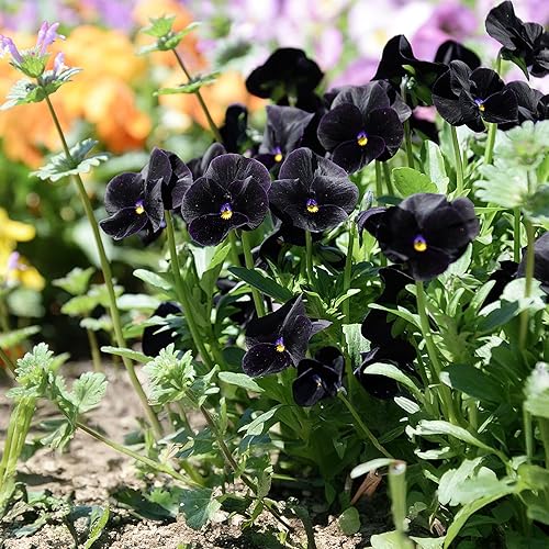 Miniatura 8 de Park Seed Semillas de flores de Hollyhock de carnaval de verano, flores dobles vibrantes, bordes altos de jardín, anual de floración prolongada,