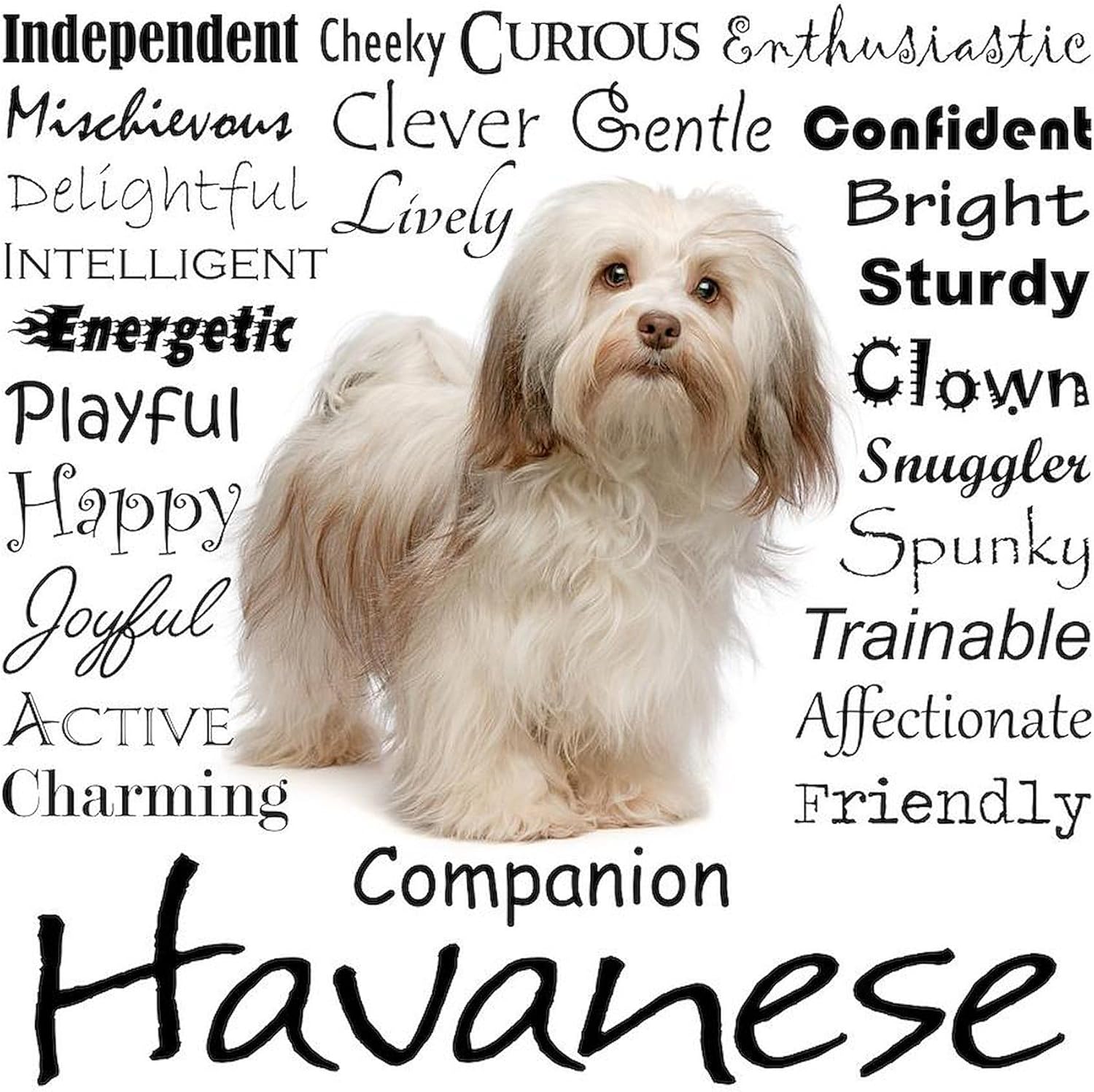 CafePress Havanese Traits Throw Blanket Super Soft Fleece Plush Throw Blanket, 60"x50"