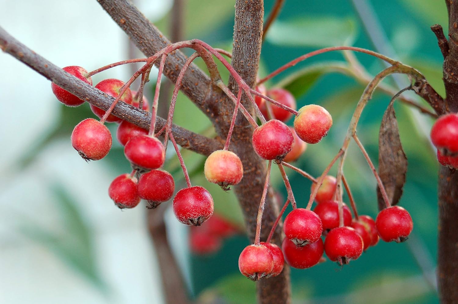 Aronia arb. 'Brilliantissima' (Red Chokeberry) Shrub, White Flowers, #3 - Size Container