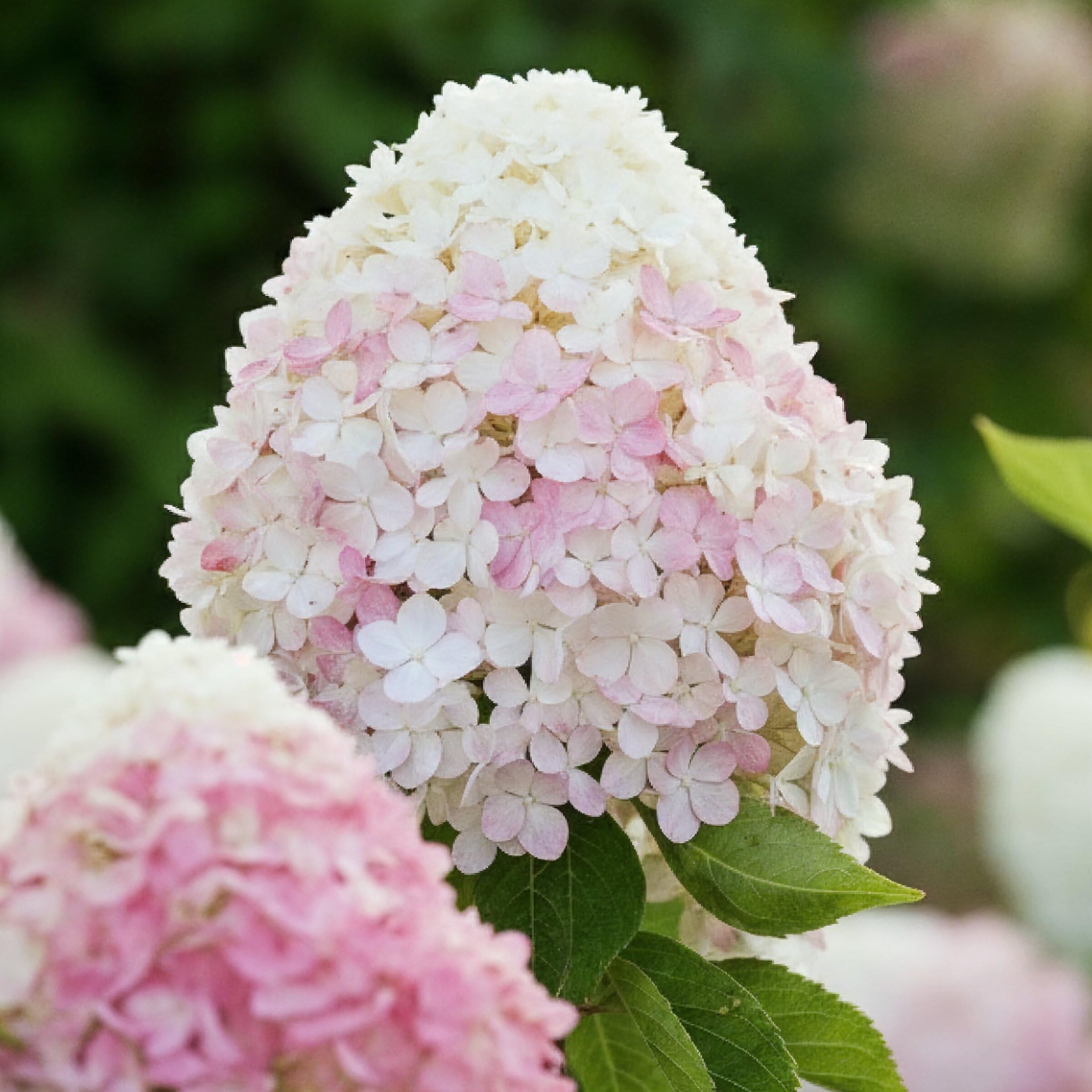 Hortensia à Planter - Hydrangea Paniculata Pink and Rose - 3 Plantes