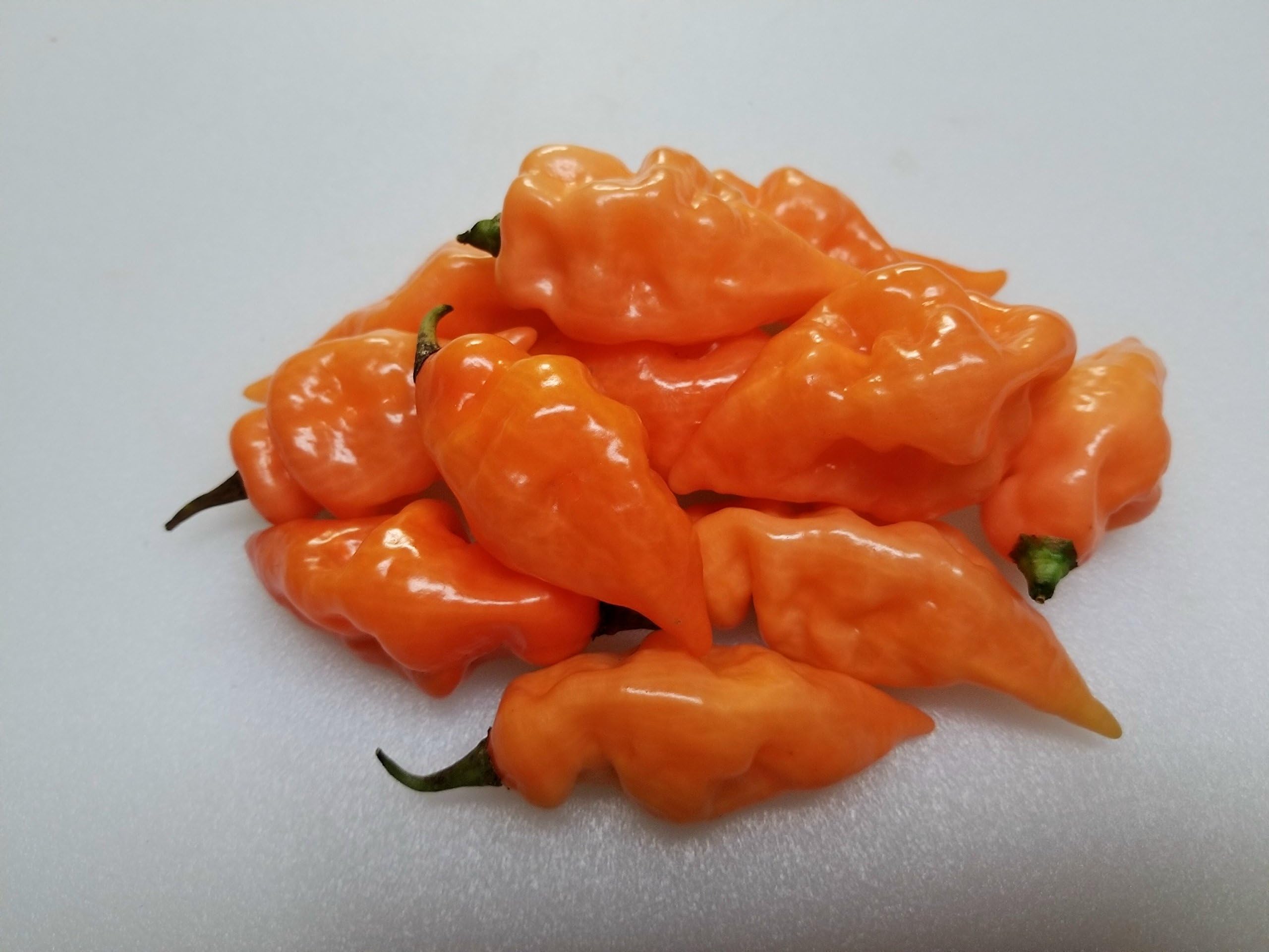 Habanada Pepper 10+ Seeds