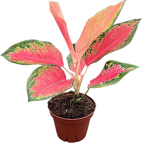 Aglaonema Pink Pearl - Planta viva en una maceta de cultivo de 4 pulgadas, viva en interiores, fácil de cultivar, fácil de cuidar y de bajo