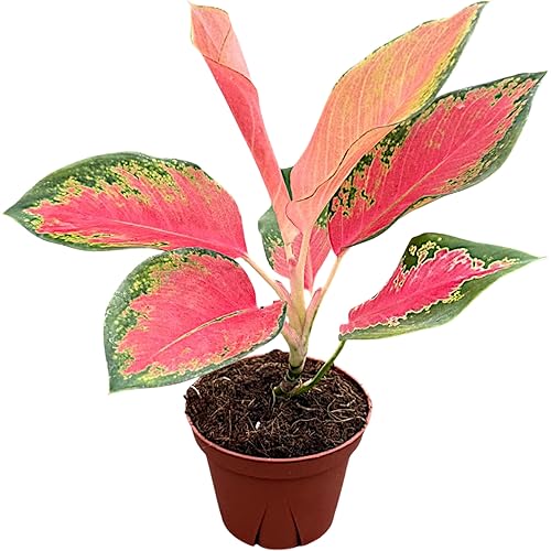 Aglaonema Pink Pearl, Live Plant in a 4 Inch Growers Pot, Live Indoor, Easy to Grow, Easy to Care, and Low Maintenance Houseplant,Pink Plants