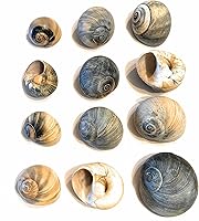 Vista 2 de 12 conchas cambiantes de cangrejo ermitaño, pequeñas a grandes, conchas coloridas de luna de burbujas